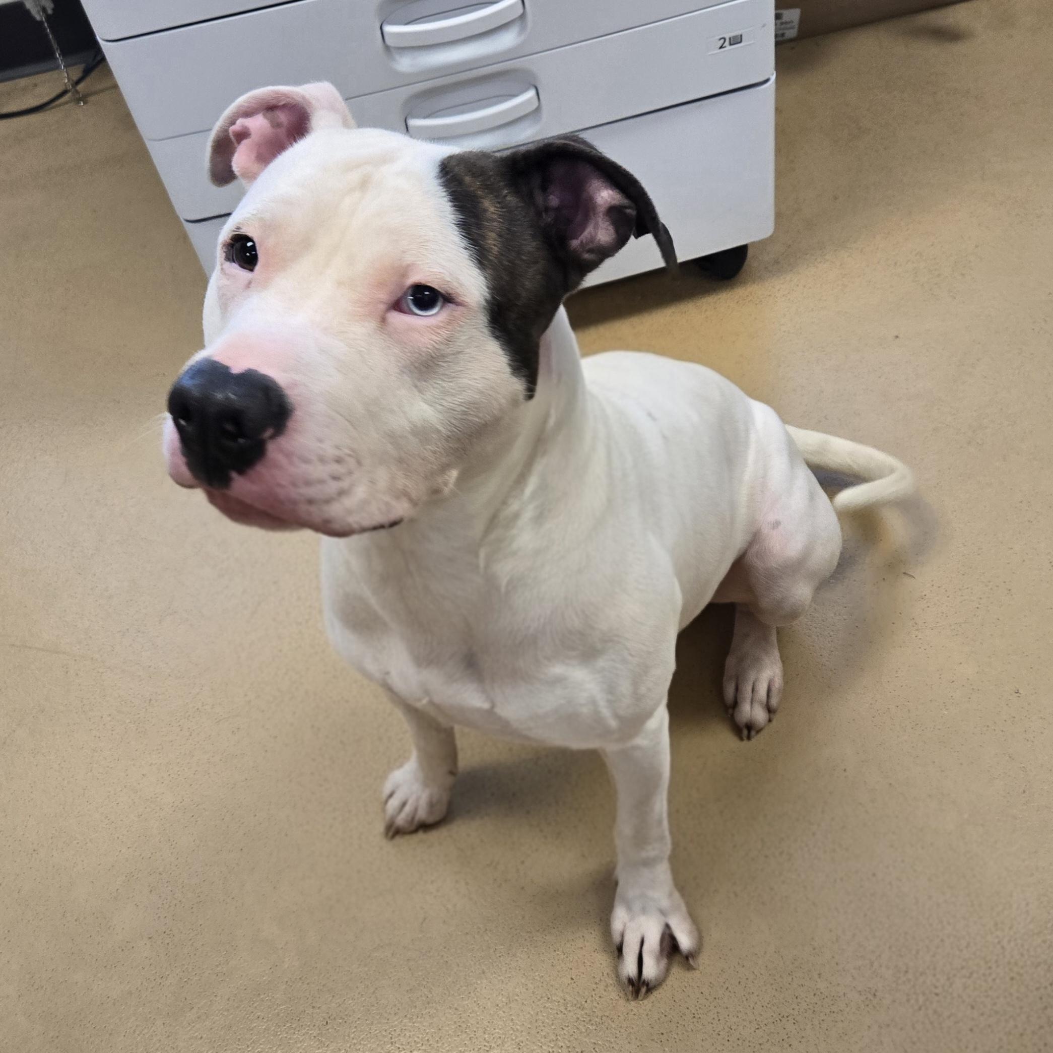 Deputy Dewey, an adopted Pit Bull Terrier in Xenia , OH image 3/6