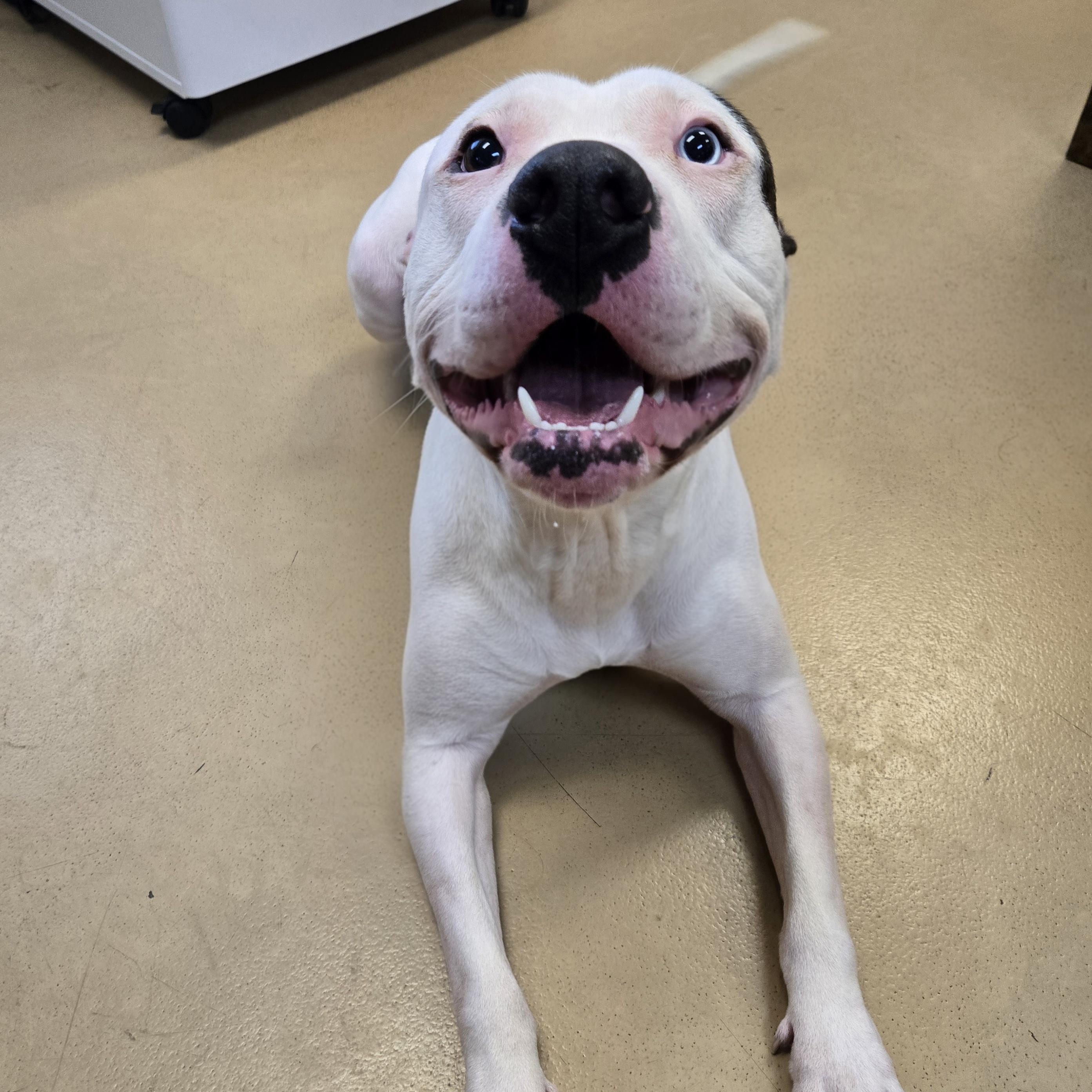 Deputy Dewey, an adopted Pit Bull Terrier in Xenia , OH image 6/6