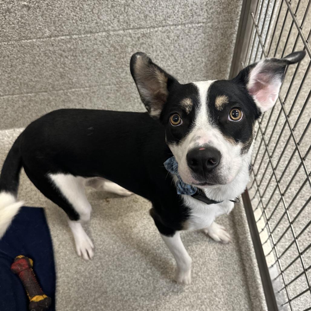 Enlarge Dodge, a Adoptable Mixed Breed in Washington Township, OH image 1/4