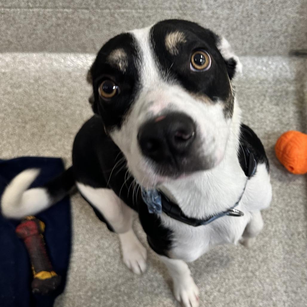 Enlarge Dodge, a Adoptable Mixed Breed in Washington Township, OH image 2/4