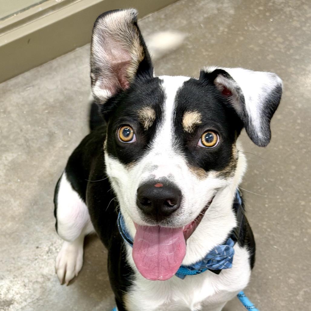 Enlarge Dodge, a Adoptable Mixed Breed in Washington Township, OH image 3/4