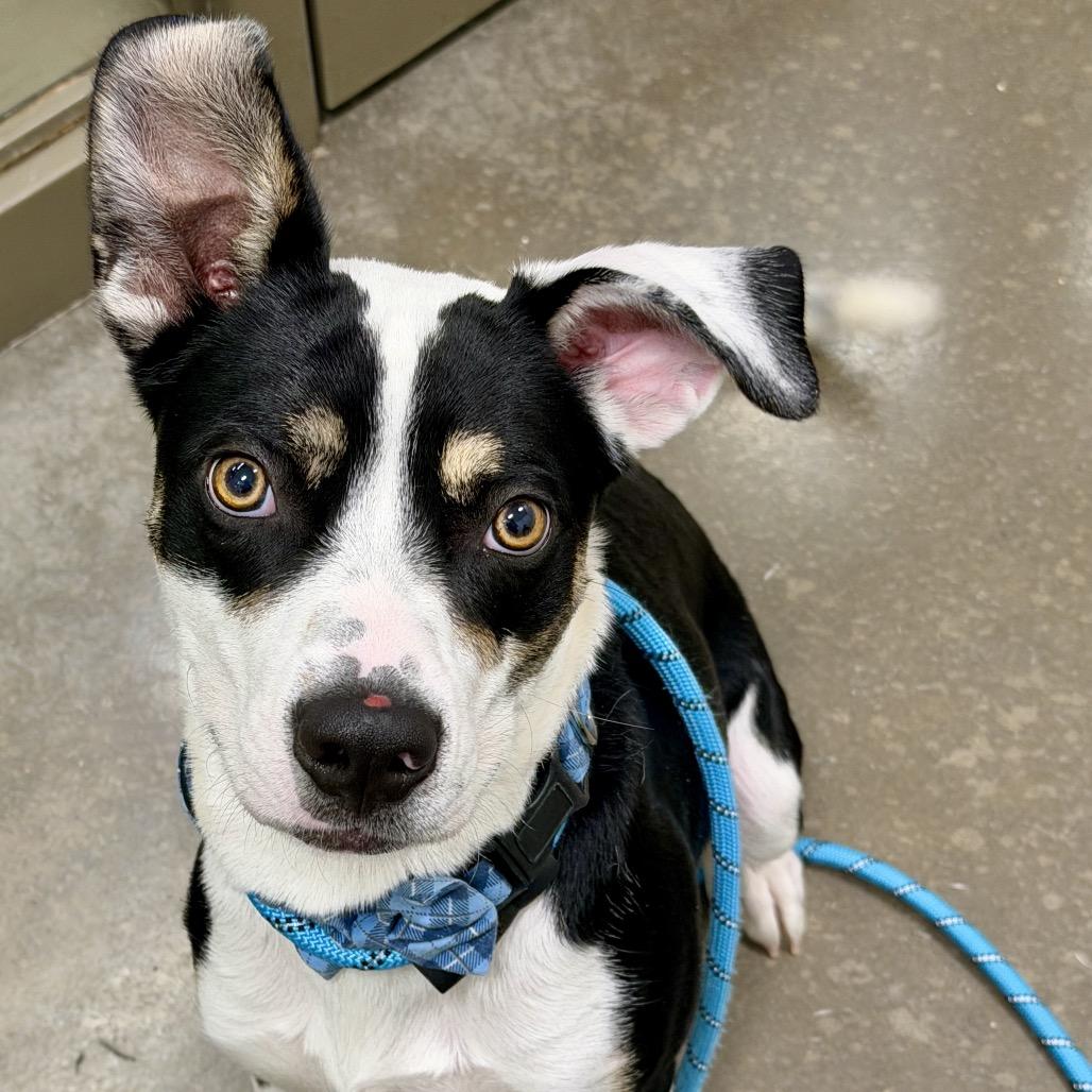 Enlarge Dodge, a Adoptable Mixed Breed in Washington Township, OH image 4/4