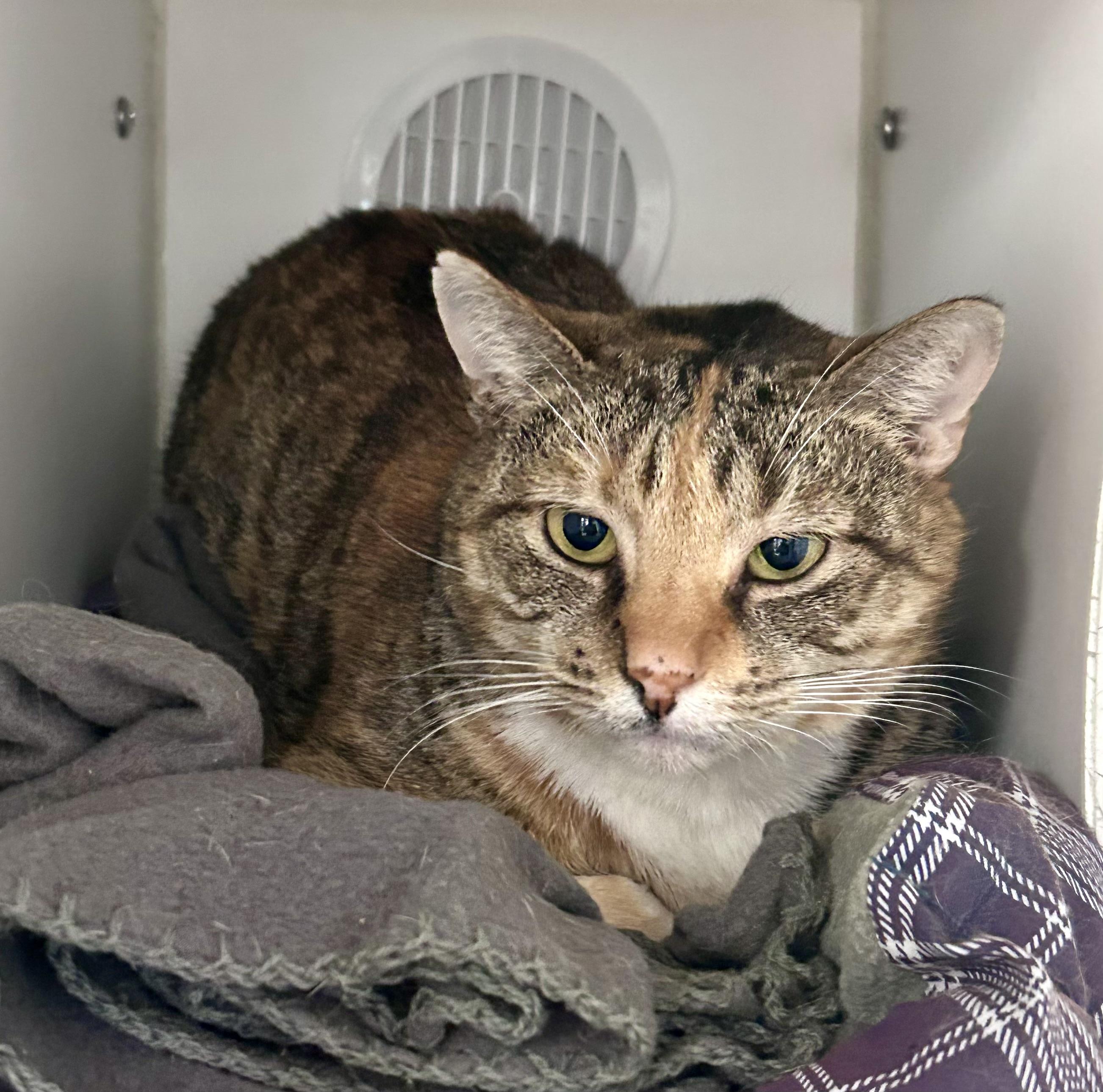 Teresa, Senior Female Domestic Short Hair