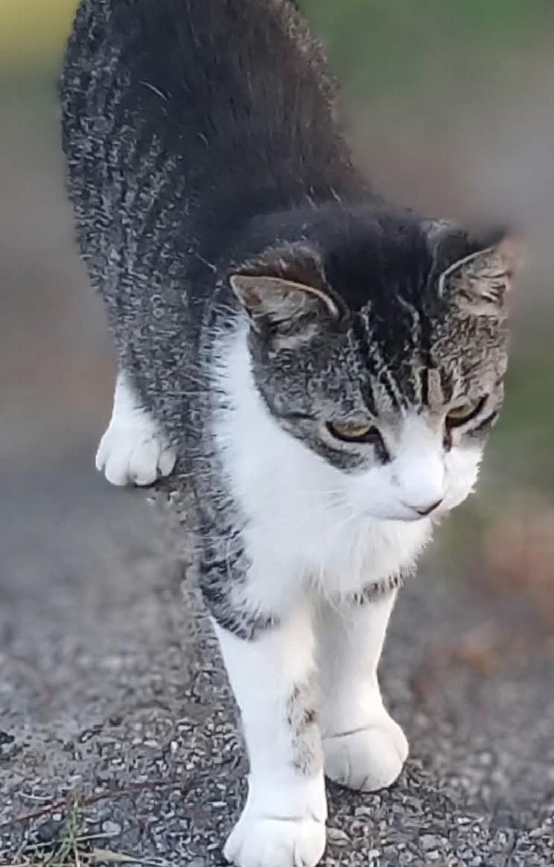 Baby, a Adoptable Domestic Short Hair image 1/2