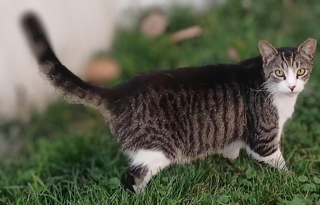 Baby, a Adoptable Domestic Short Hair image 2/2