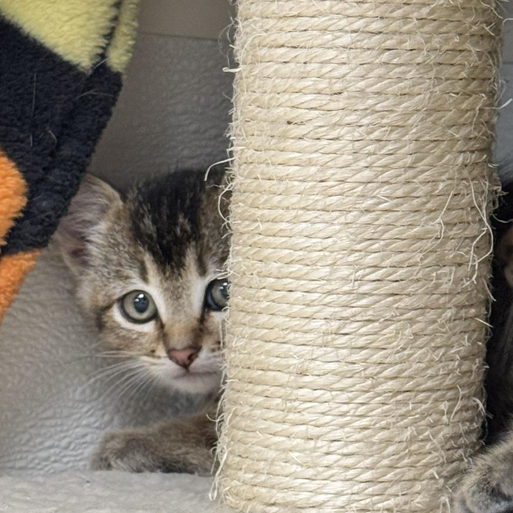 Stripes, Adoptable, Kitten Male Domestic Short Hair.