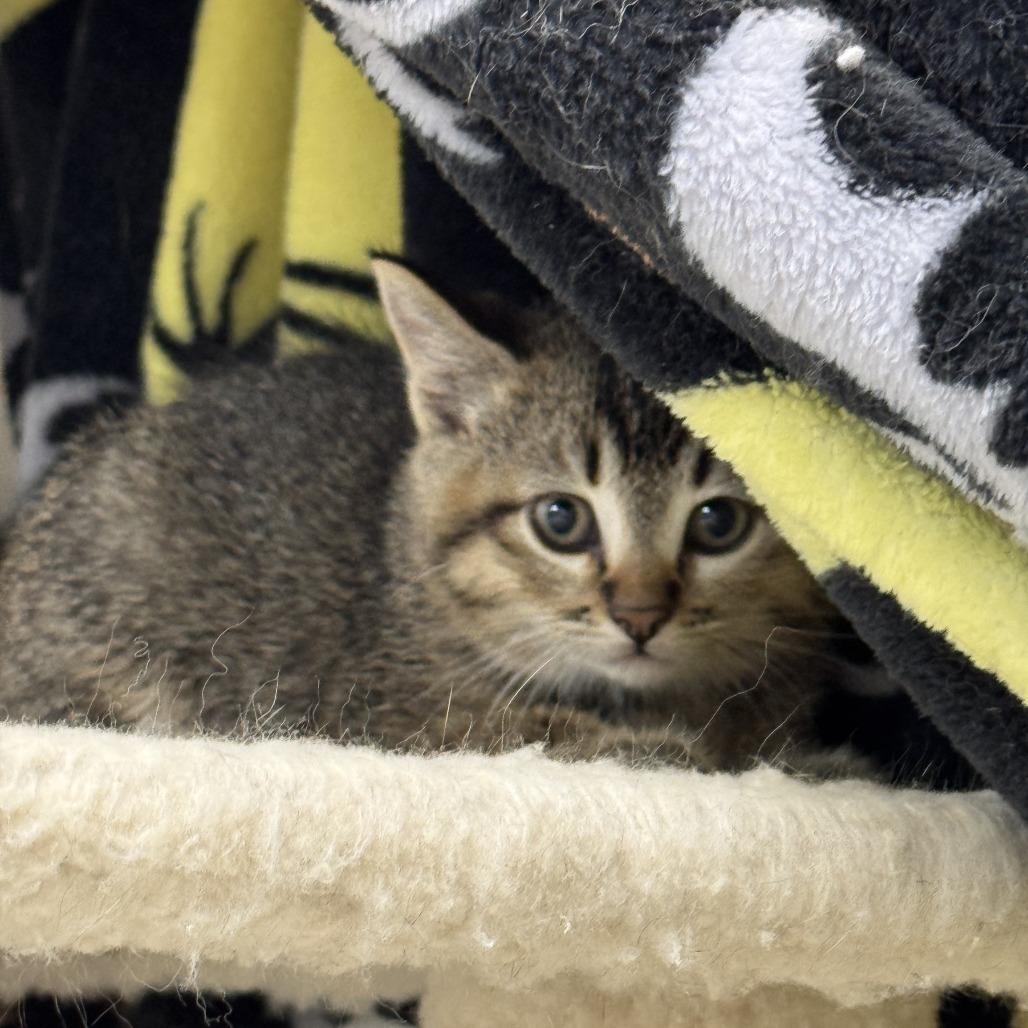 Stripes, a Adoptable Domestic Short Hair in Driggs, ID image 2/2