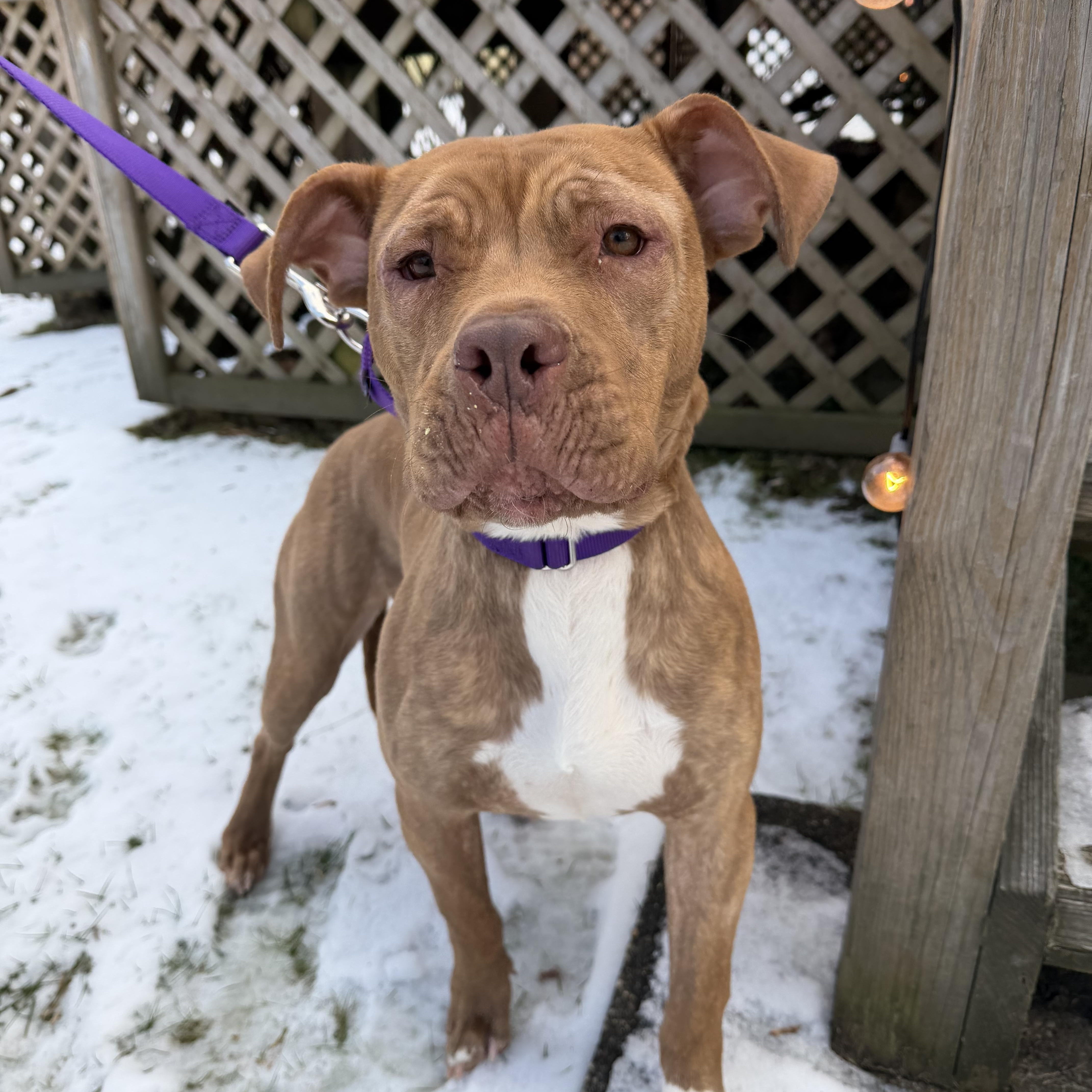 Margo, a ADOPTABLE mixed breed in Bedminster, NJ image 5/6