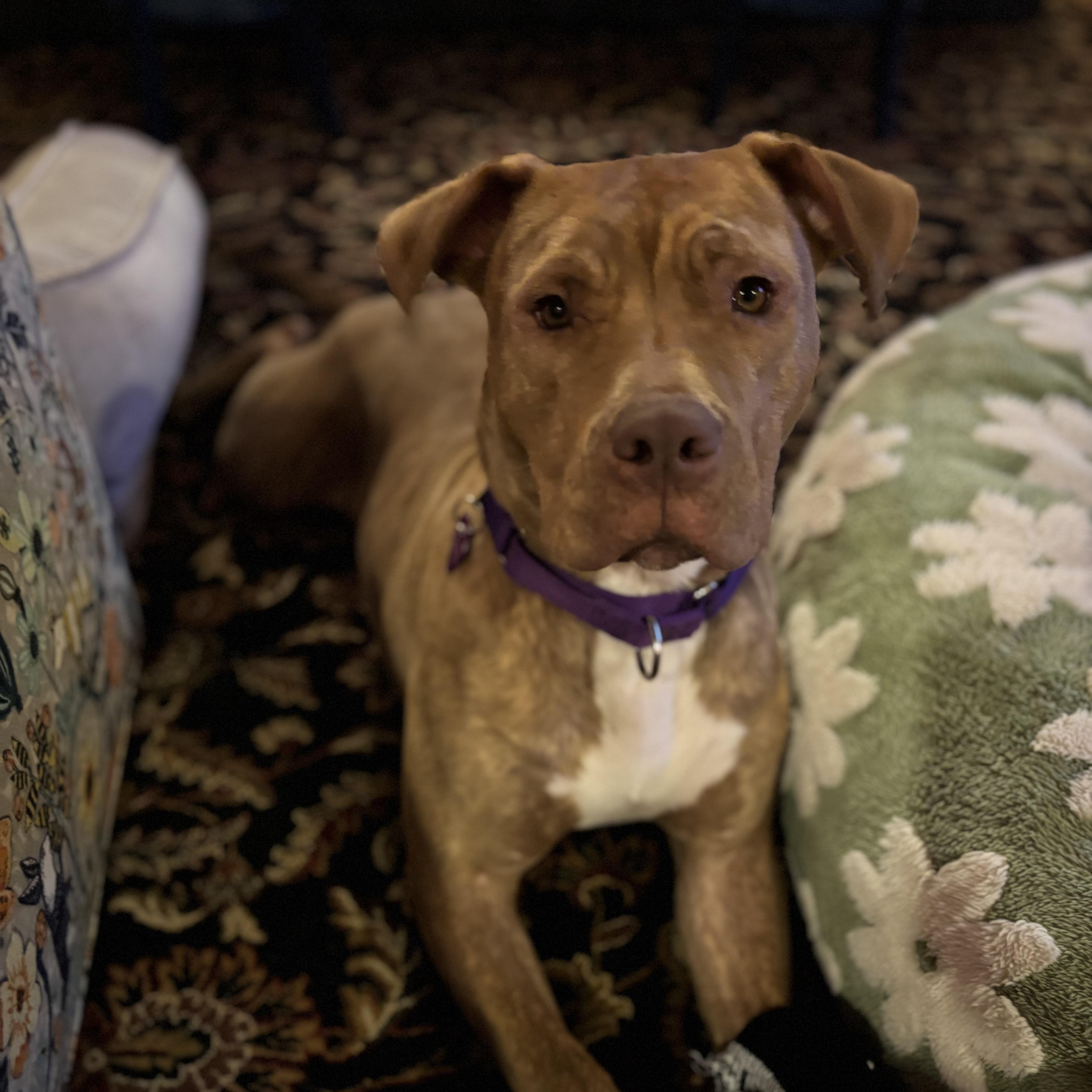 Margo, a ADOPTABLE mixed breed in Bedminster, NJ image 4/6