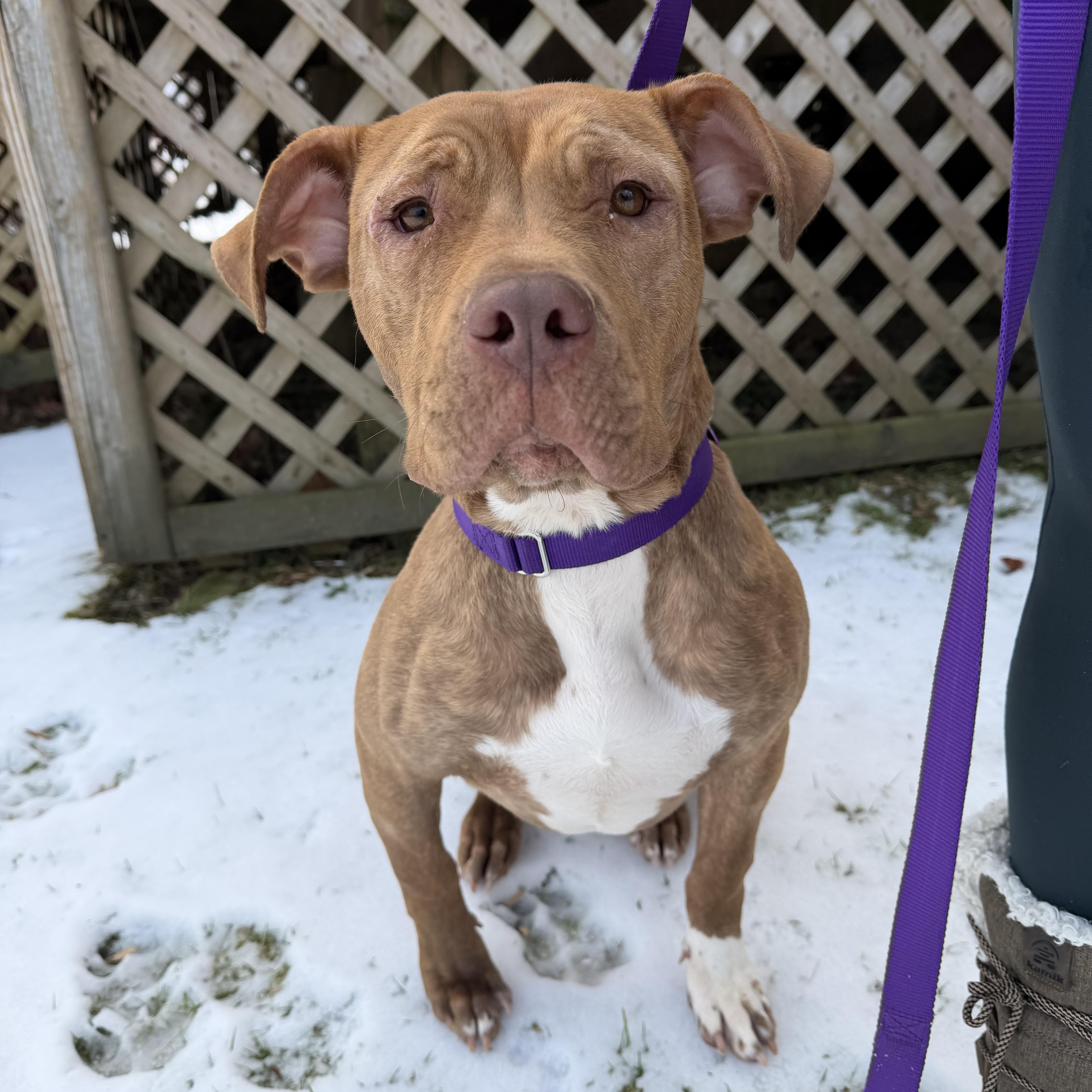 Margo, a ADOPTABLE mixed breed in Bedminster, NJ image 3/6