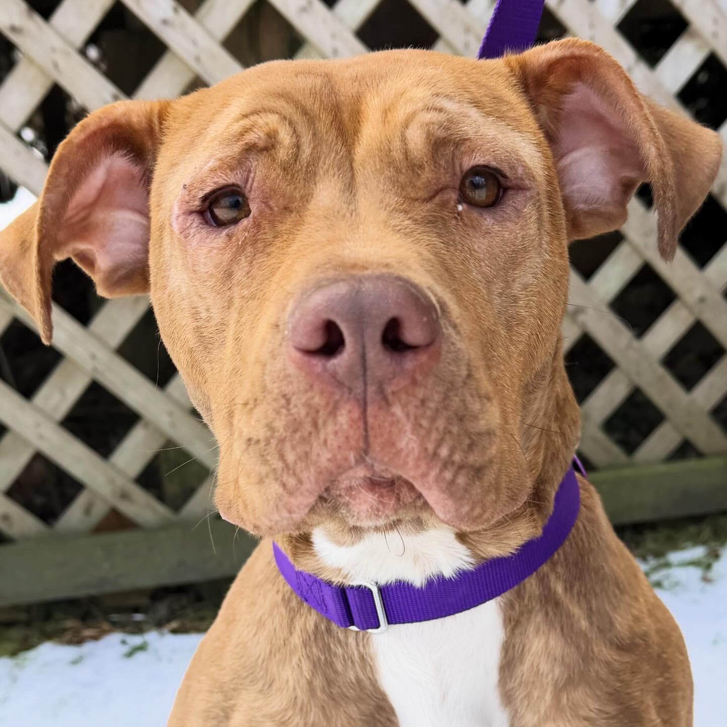 Margo, ADOPTABLE, Young Female Dogue de Bordeaux.