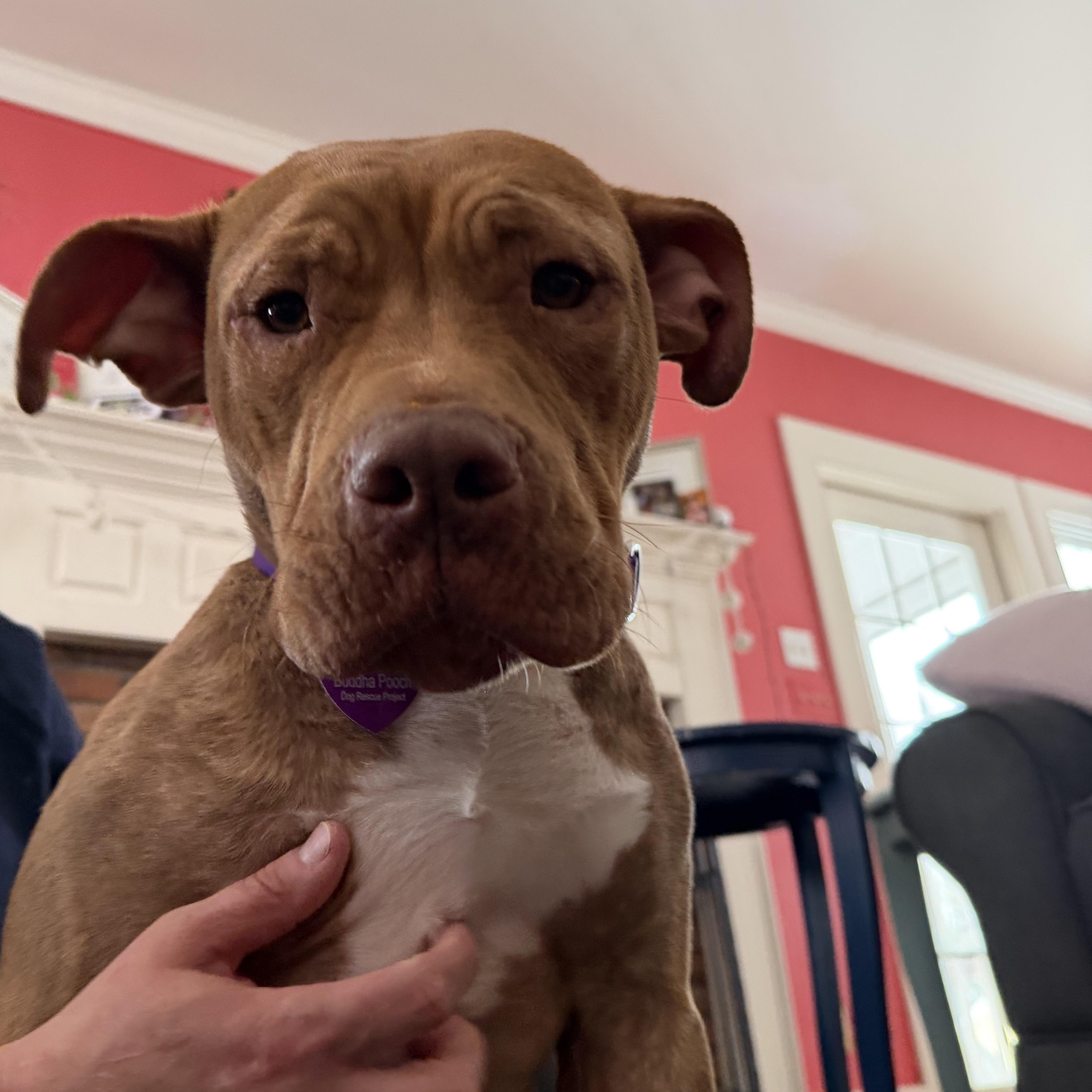 Margo, a ADOPTABLE mixed breed in Bedminster, NJ image 2/6