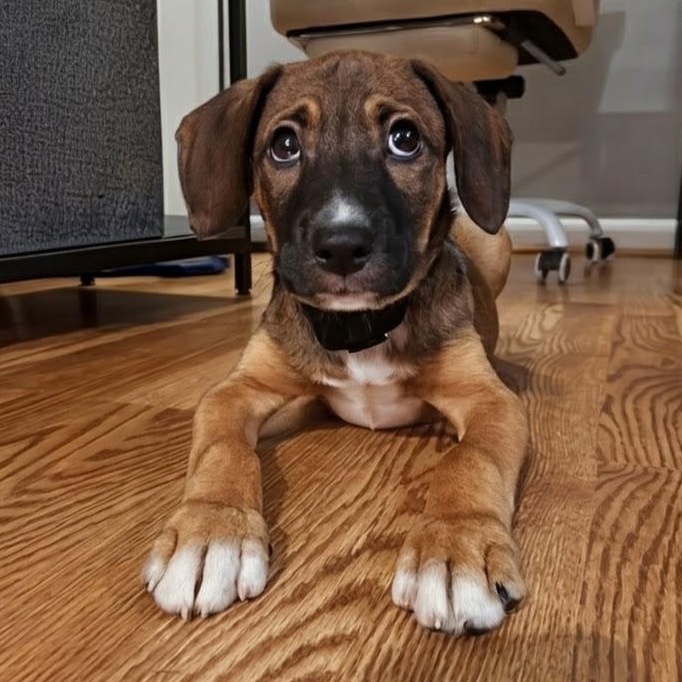 Lolo, a ADOPTABLE mixed breed in Baltimore, MD image 2/6