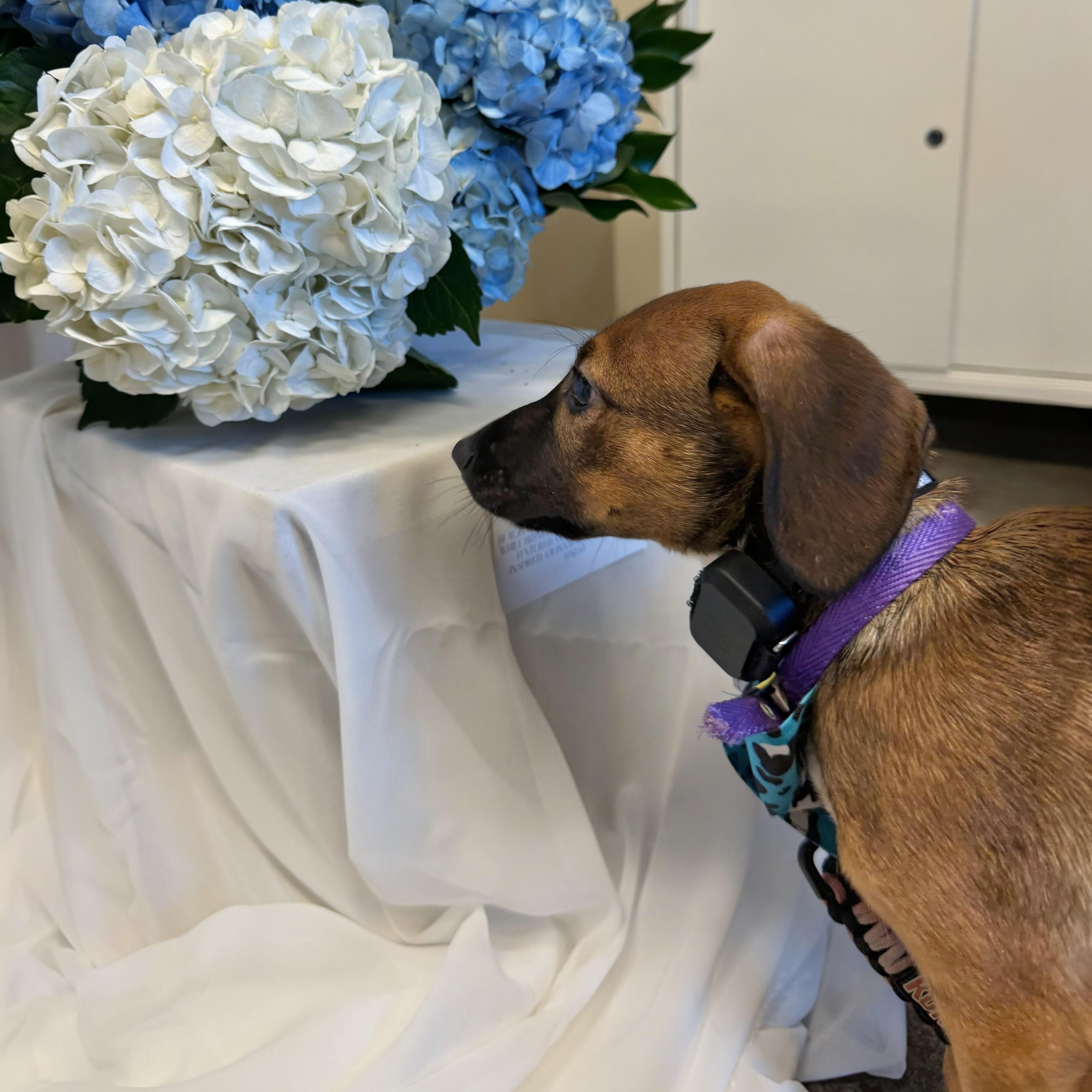Lolo, a ADOPTABLE mixed breed in Baltimore, MD image 4/6