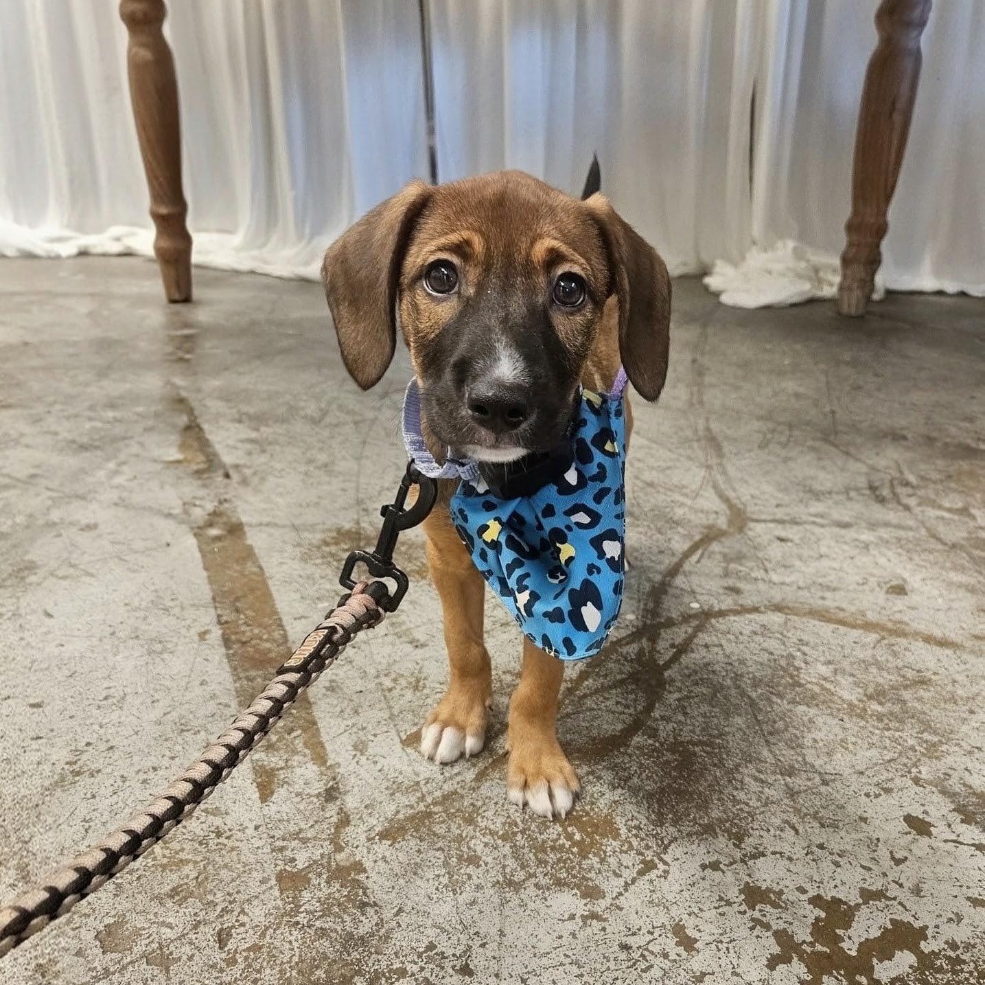 Lolo, ADOPTABLE, Puppy Male Mixed Breed.