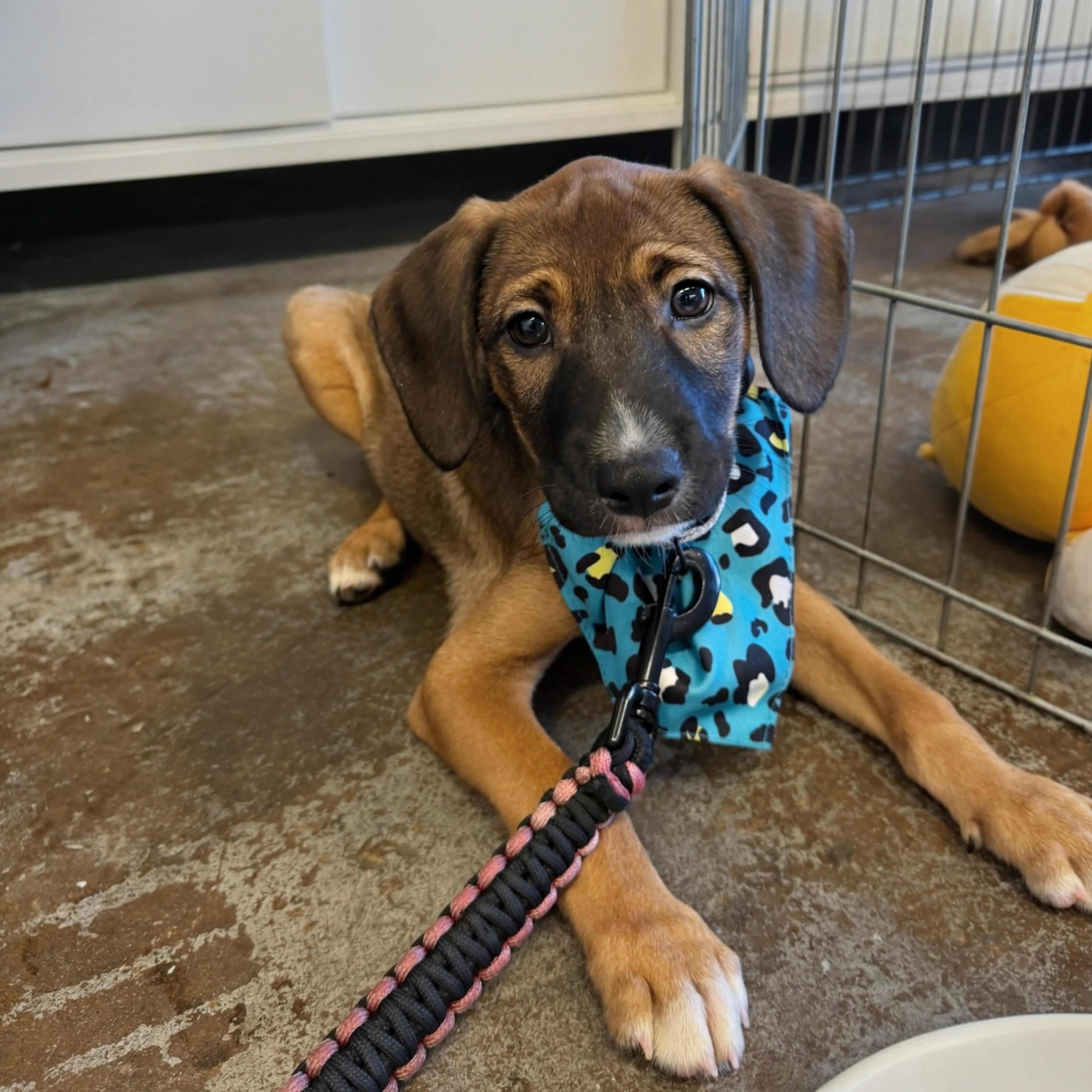 Lolo, a ADOPTABLE mixed breed in Baltimore, MD image 5/6