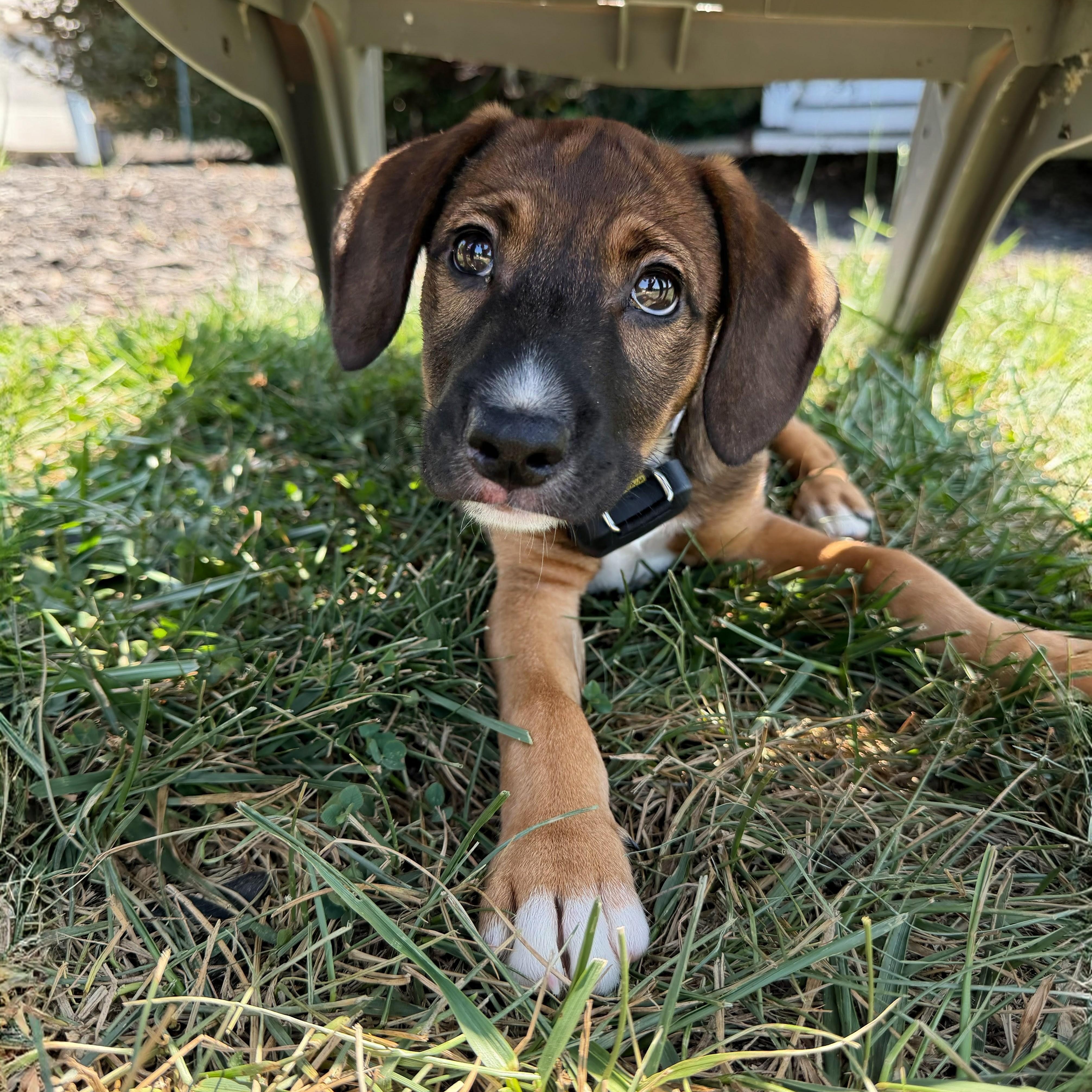 Lolo, a ADOPTABLE mixed breed in Baltimore, MD image 3/6