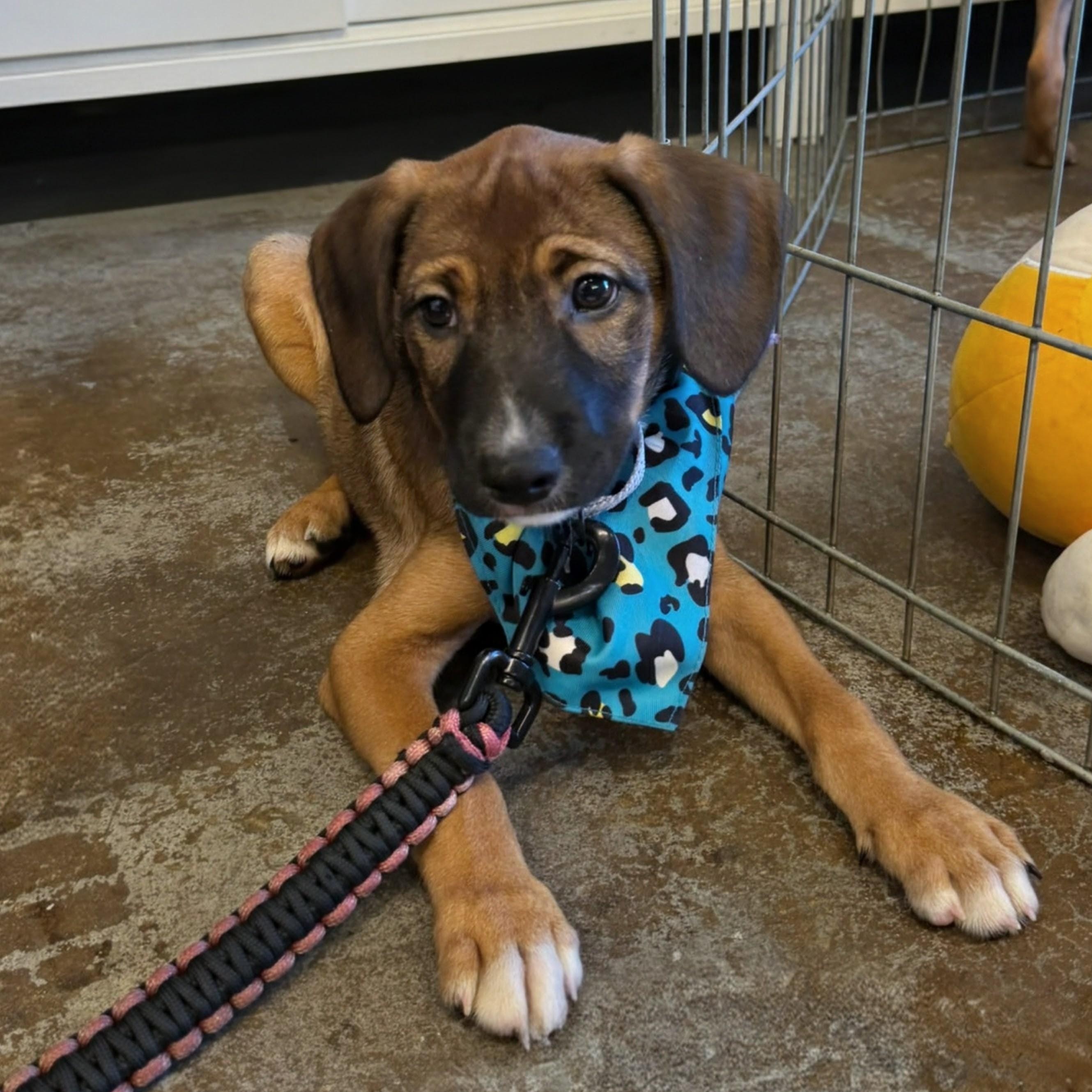 Lolo, a ADOPTABLE mixed breed in Baltimore, MD image 6/6