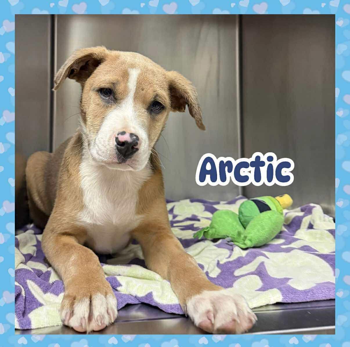 Enlarge Arctic, an adopted mixed breed in Ringwood, NJ image 1/1