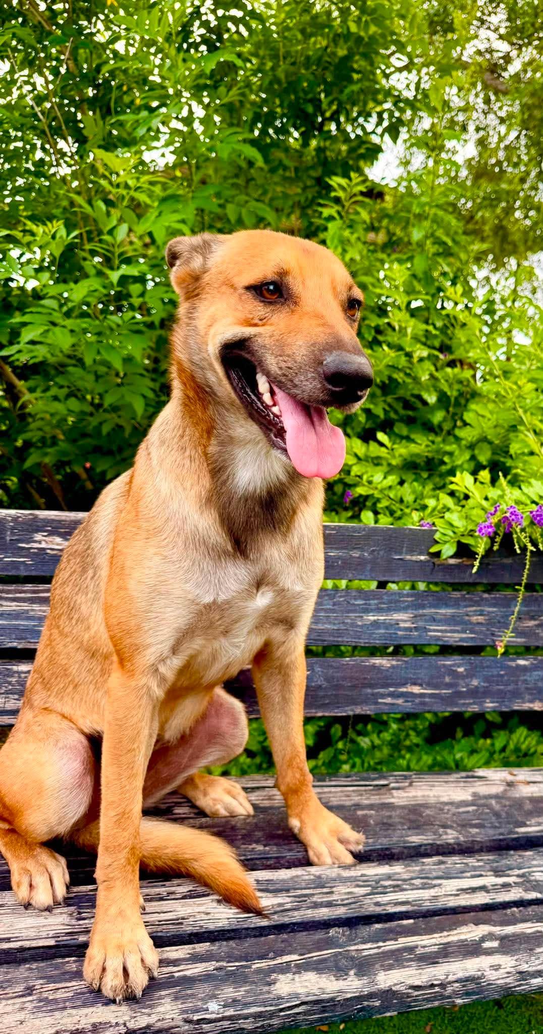 Enlarge Roxy, a Adoptable mixed breed in Brattleboro, VT image 5/6