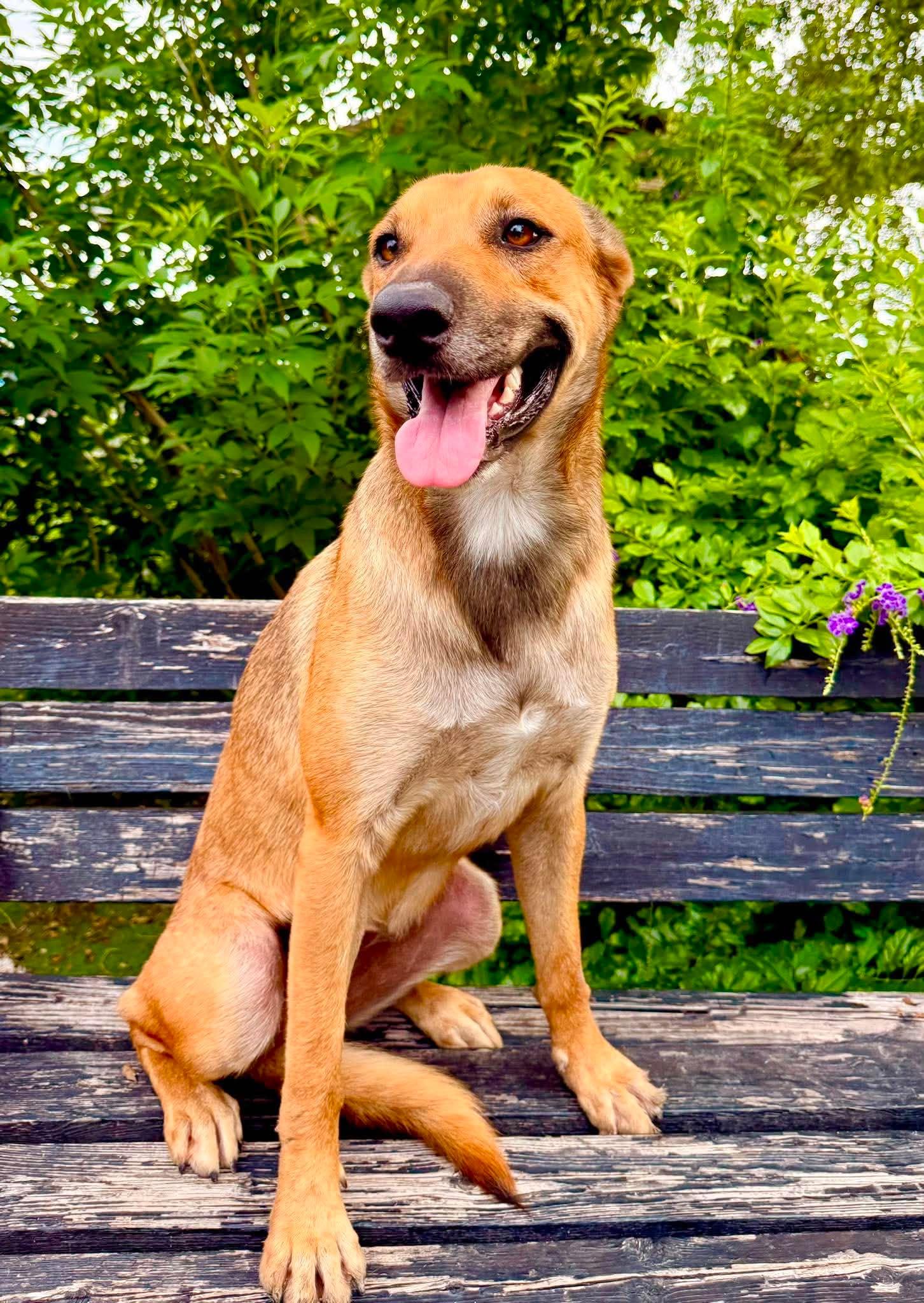 Enlarge Roxy, a Adoptable mixed breed in Brattleboro, VT image 4/6