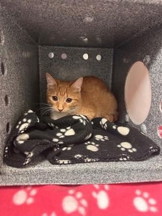 Shortcake, Adoptable, Kitten Female Domestic Short Hair & Domestic Short Hair.