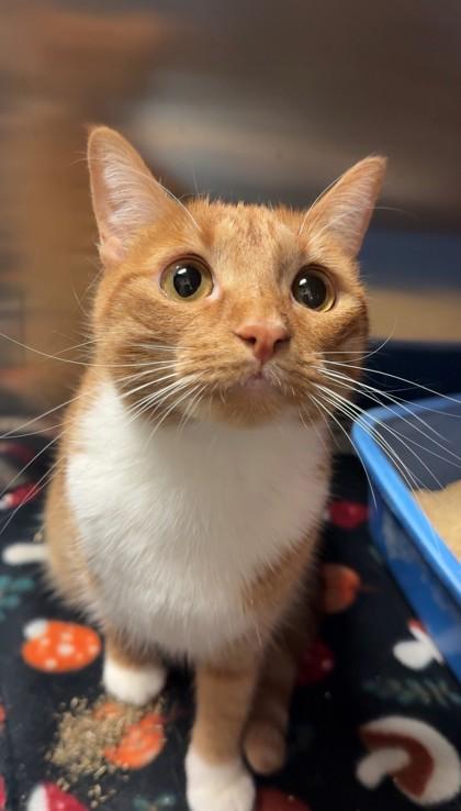 Shortcake, Adoptable, Kitten Female Domestic Short Hair & Domestic Short Hair.