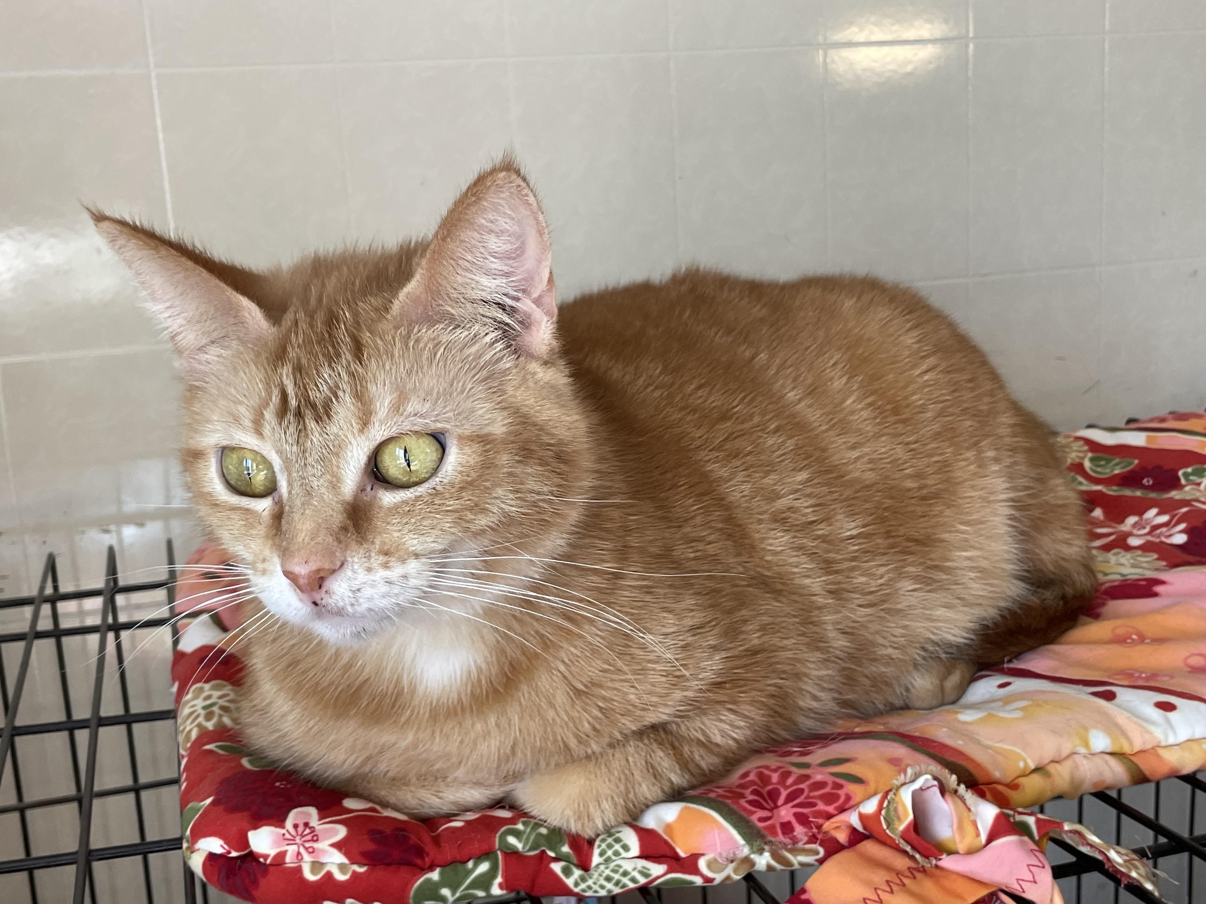 Chemelle, a Adoptable mixed breed in Lacon, IL image 4/5