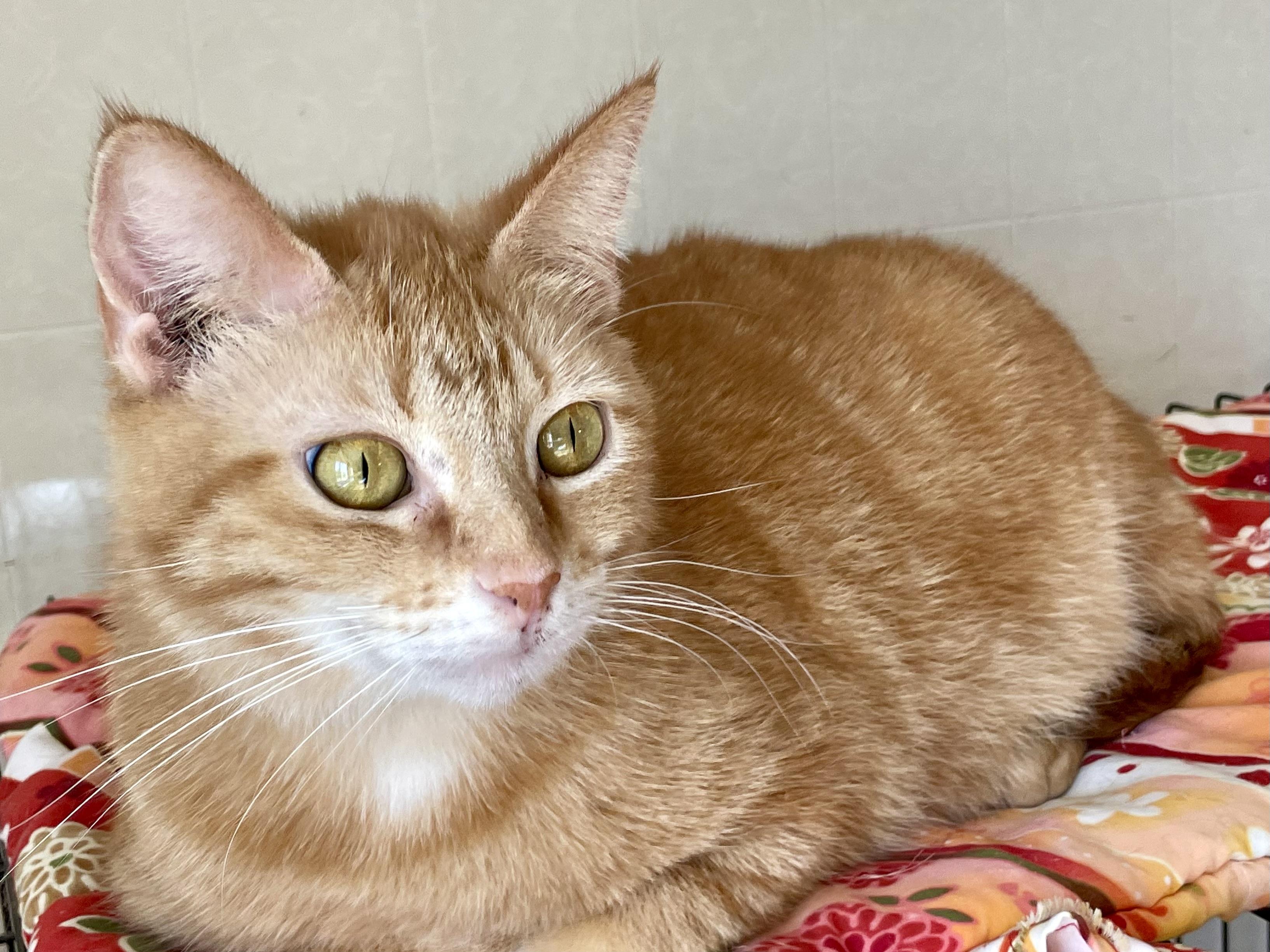 Chemelle, a Adoptable mixed breed in Lacon, IL image 3/5