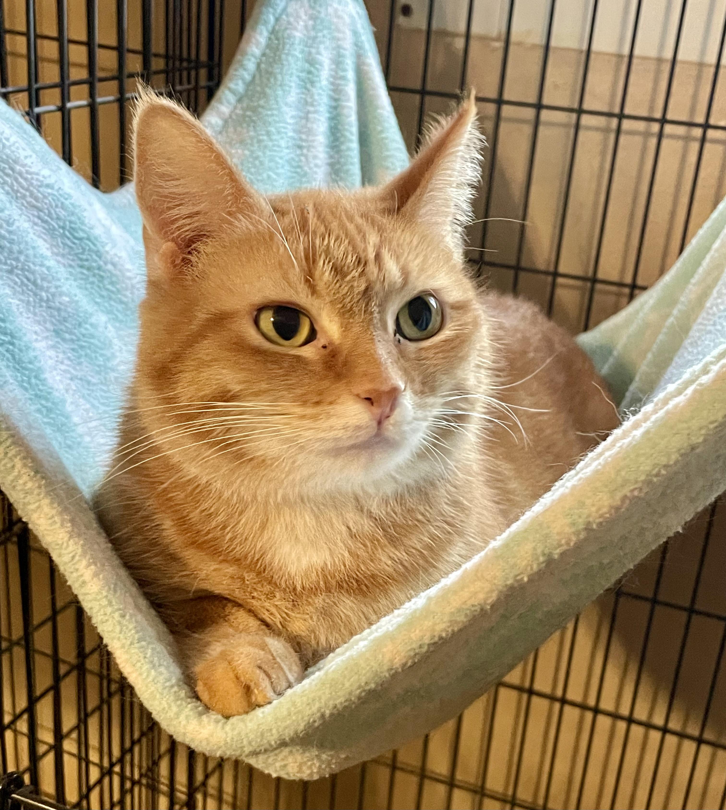 Chemelle, Adoptable, Adult Female Domestic Short Hair.