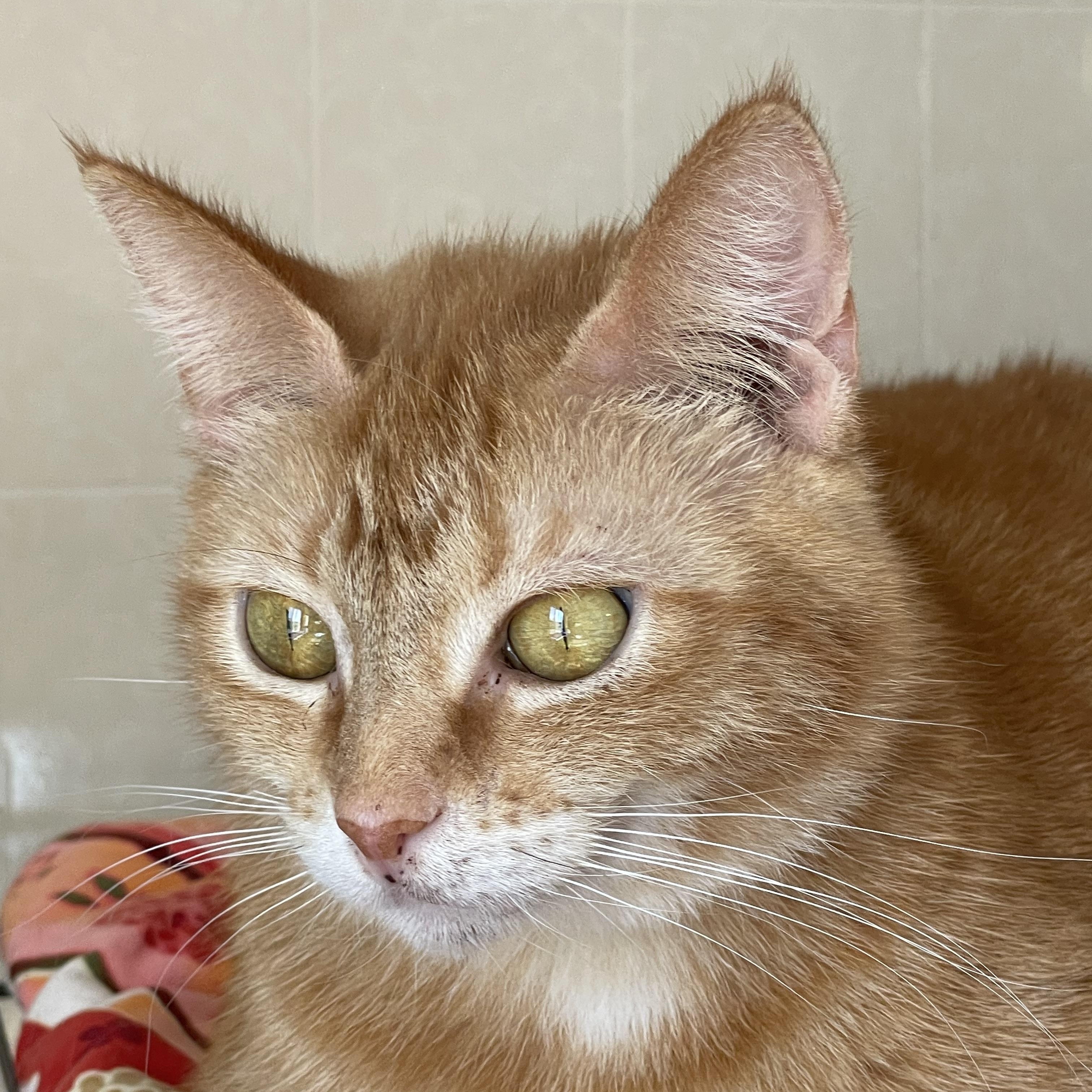 Chemelle, Adoptable, Young Female Domestic Short Hair.