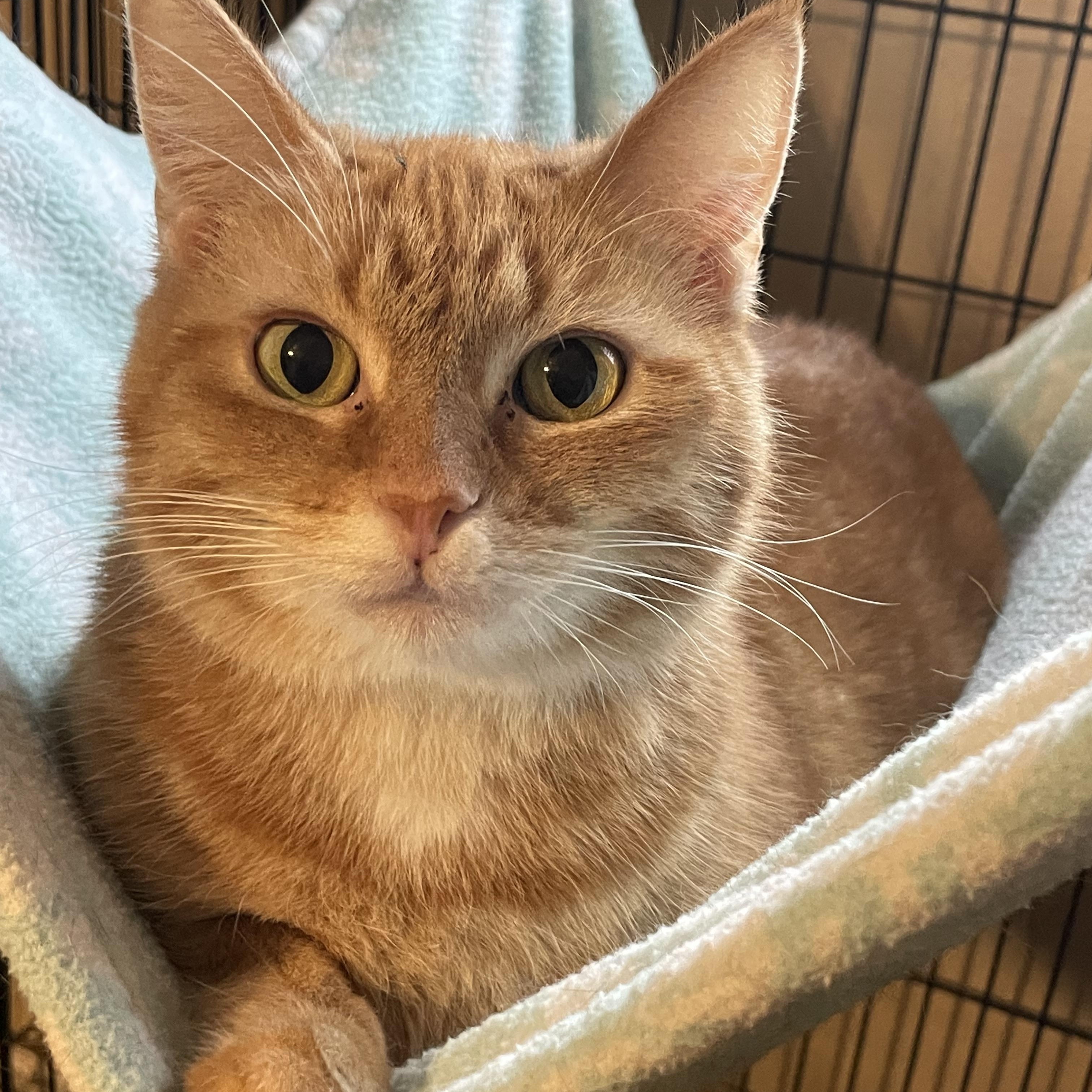 Enlarge Chemelle, a Adoptable mixed breed in Lacon, IL image 4/5