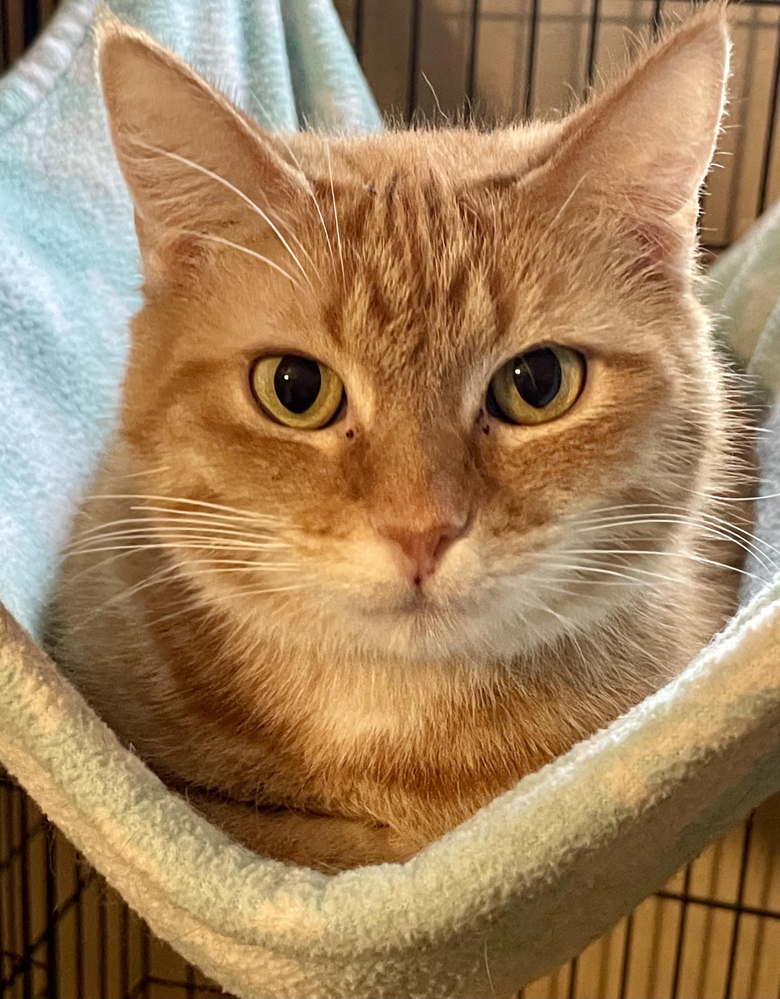 Enlarge Chemelle, a Adoptable mixed breed in Lacon, IL image 5/5