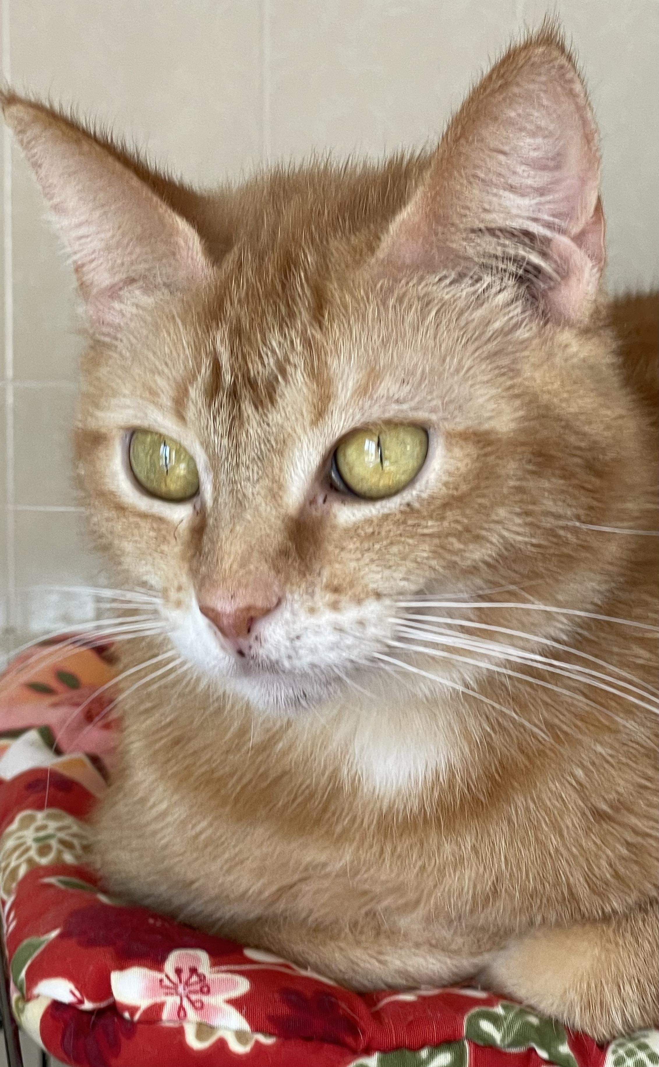 Chemelle, a Adoptable mixed breed in Lacon, IL image 2/5