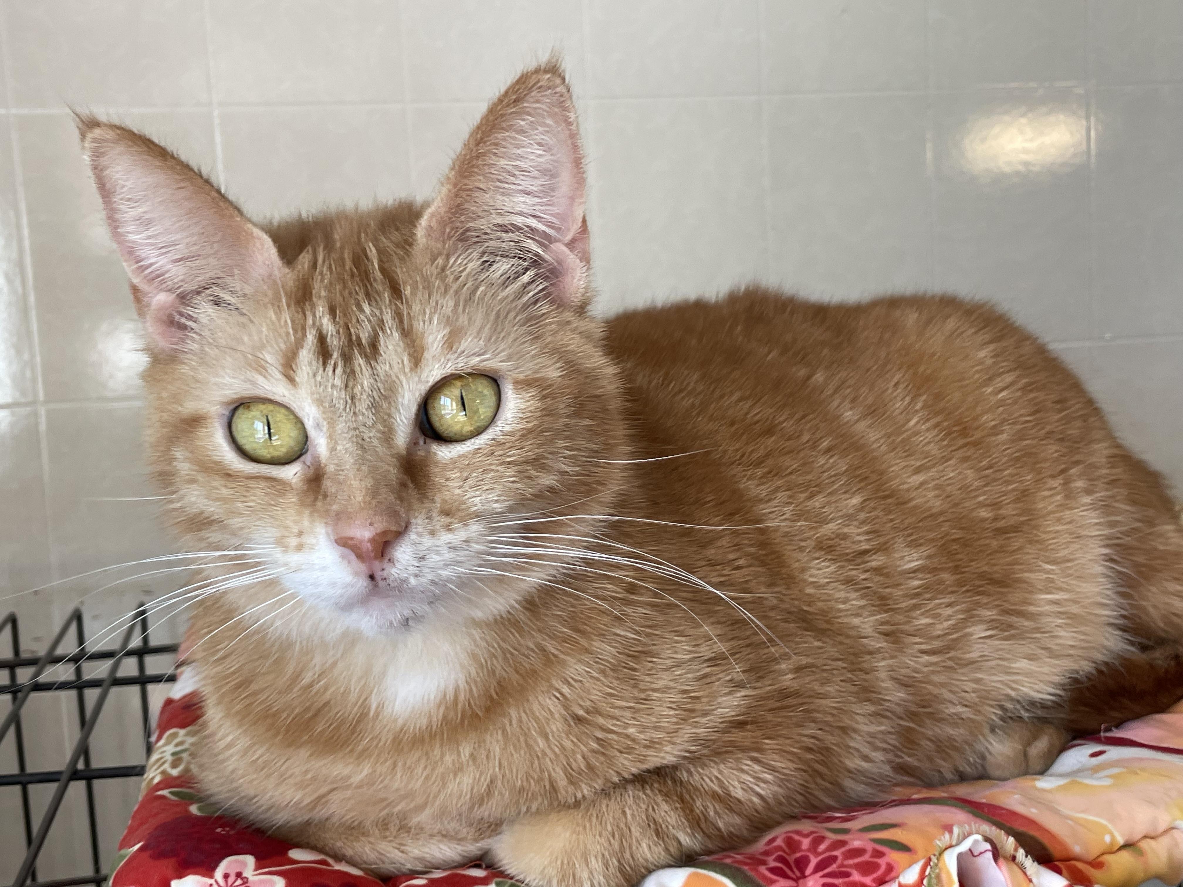 Chemelle, a Adoptable mixed breed in Lacon, IL image 5/5