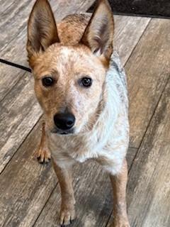 Bambi Yrly 22, a Adoptable mixed breed in Sidney, OH image 1/5