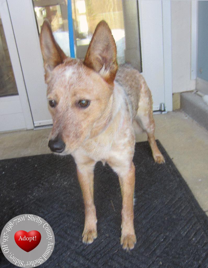 Bambi Yrly 22, a Adoptable mixed breed in Sidney, OH image 3/5