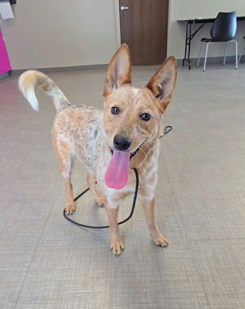 Bambi Yrly 22, a Adoptable mixed breed in Sidney, OH image 4/5