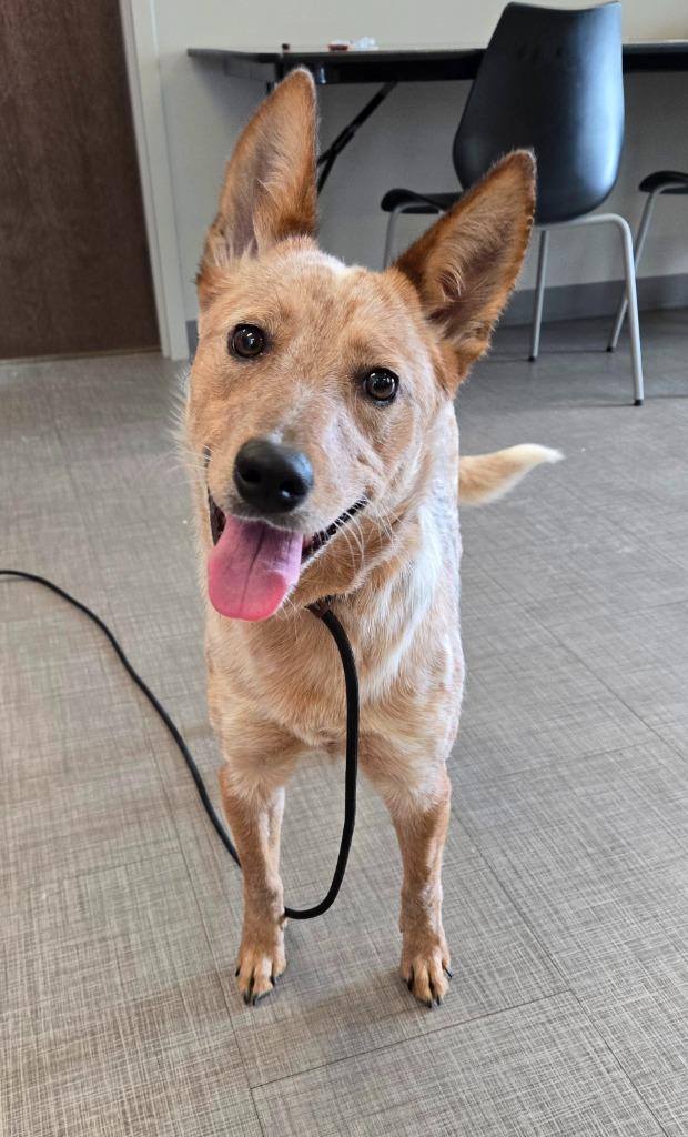 Bambi Yrly 22, a Adoptable mixed breed in Sidney, OH image 5/5