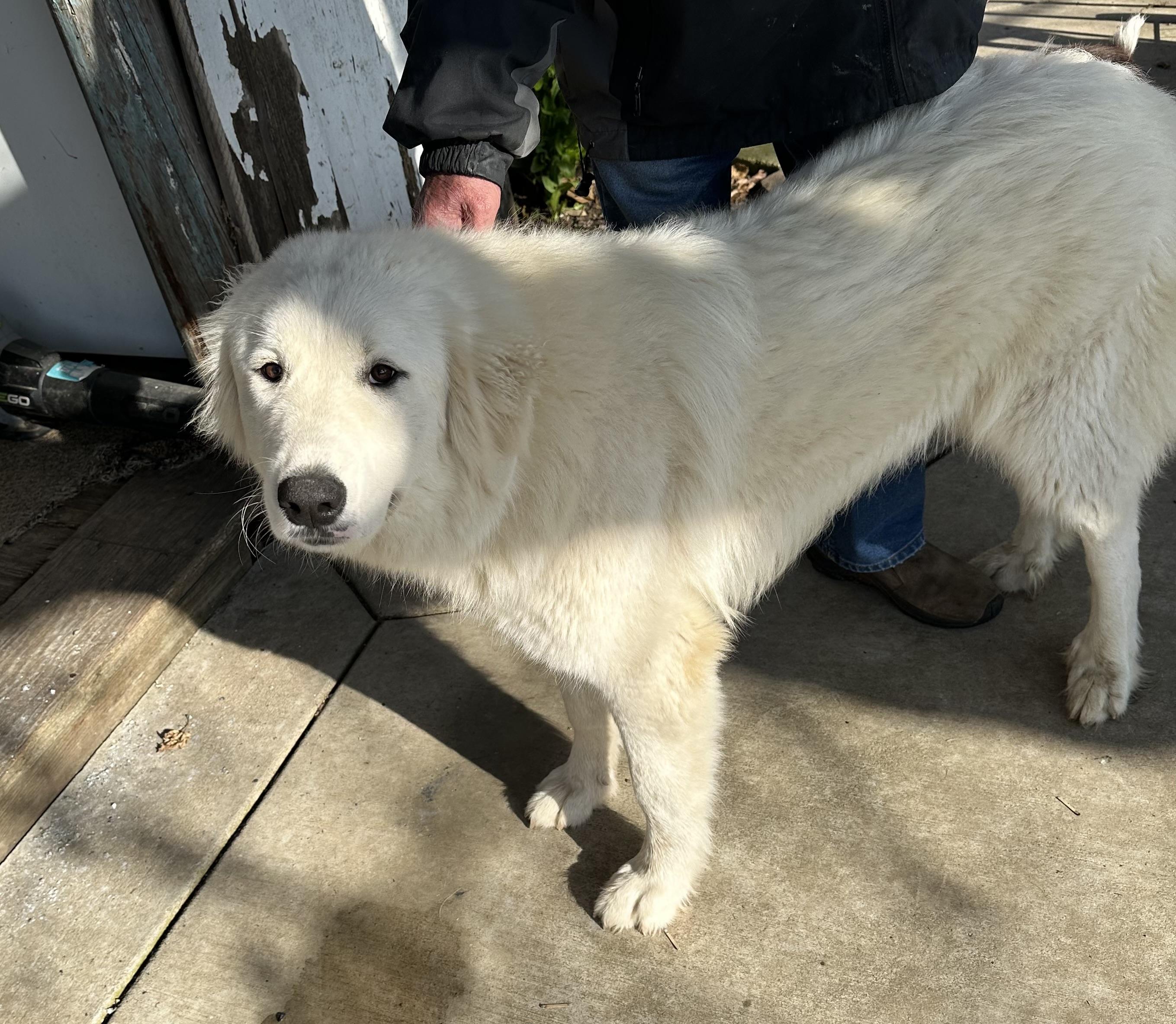 Enlarge Lucky, an adoptable mixed breed in Yuba City, CA image 2/3