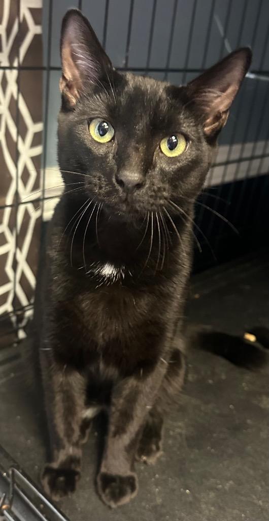 Enlarge Binx, a Adopted mixed breed in LIberty, NY image 1/1