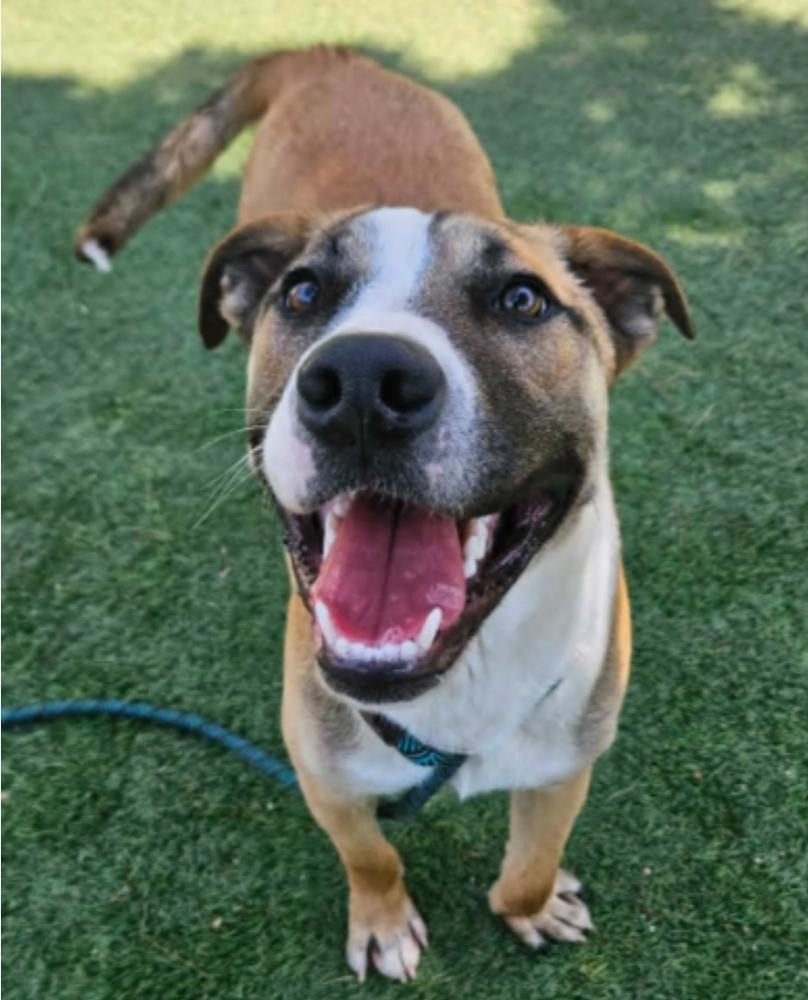 Damien, Adoptable, Young Male Shepherd.