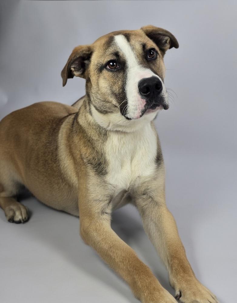 Enlarge Damien, a Adoptable mixed breed in Sedalia, CO image 2/6