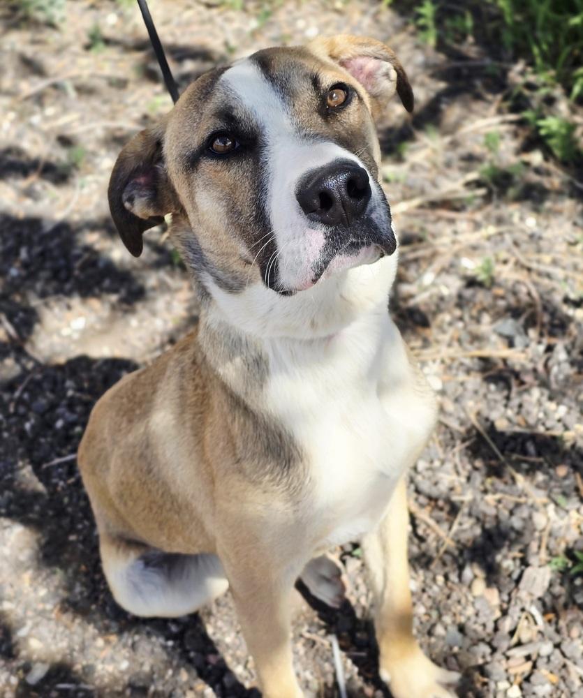 Enlarge Damien, a Adoptable mixed breed in Sedalia, CO image 3/6