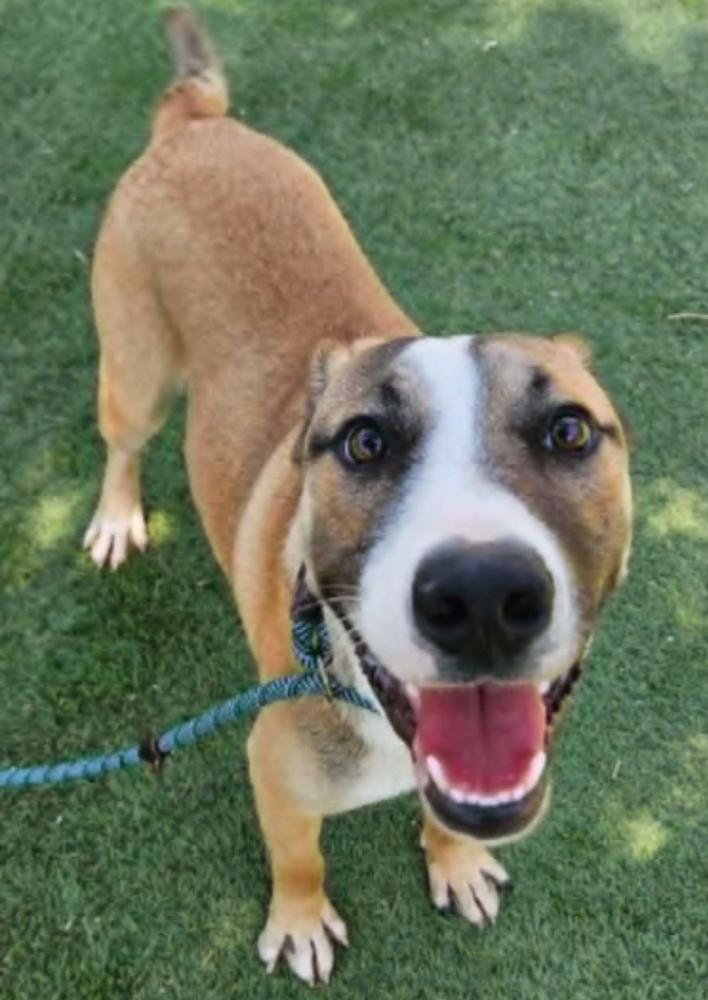 Enlarge Damien, a Adoptable mixed breed in Sedalia, CO image 4/6