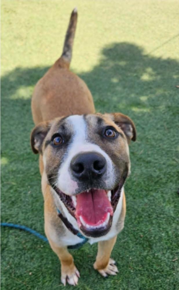 Enlarge Damien, a Adoptable mixed breed in Sedalia, CO image 5/6