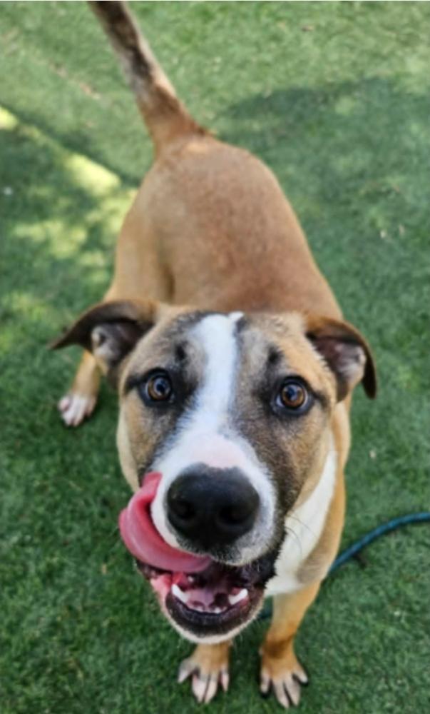 Enlarge Damien, a Adoptable mixed breed in Sedalia, CO image 6/6