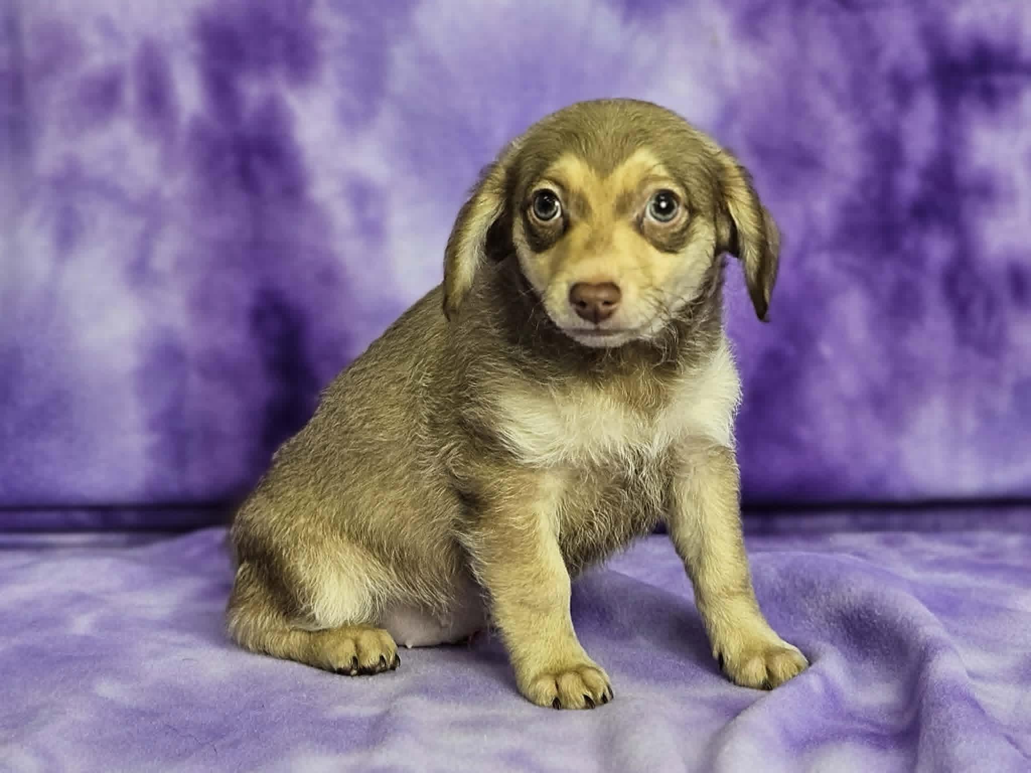 Beatrix, adopted, Puppy Female Chiweenie.