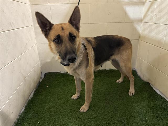 A1258625, Adoptable, Adult Female German Shepherd Dog.