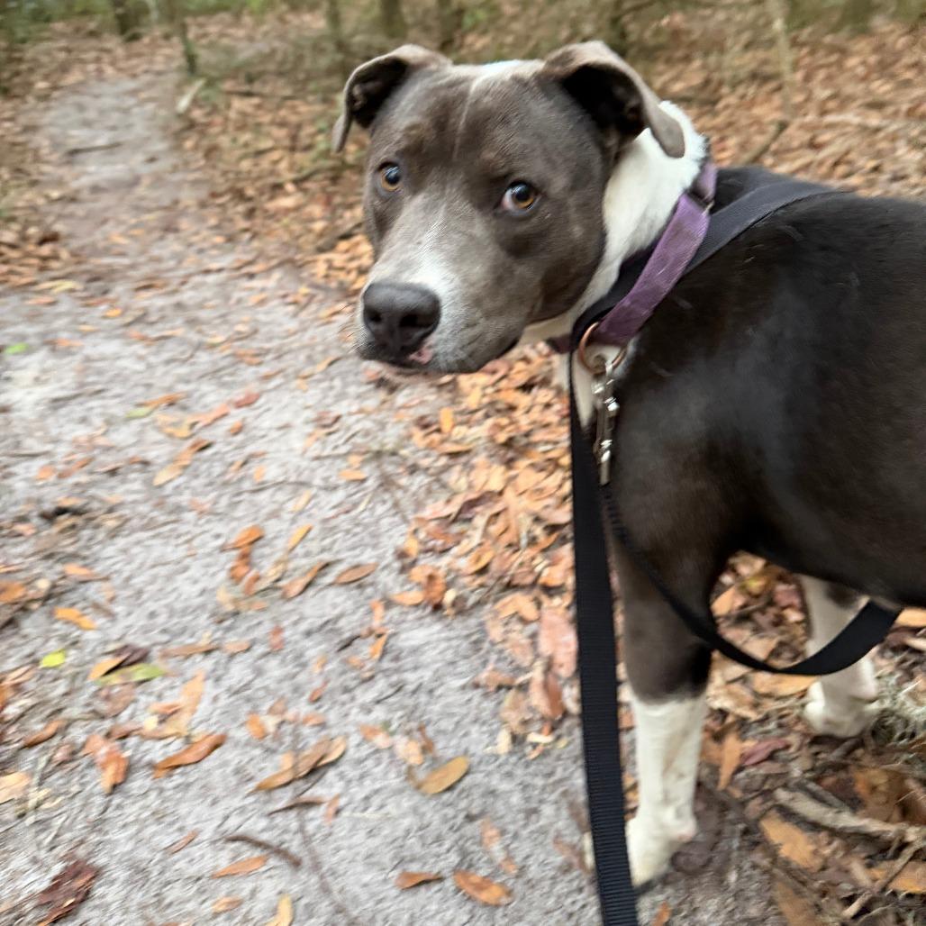 Enlarge Chase, a Adoptable Mixed Breed in Williston, FL image 1/6